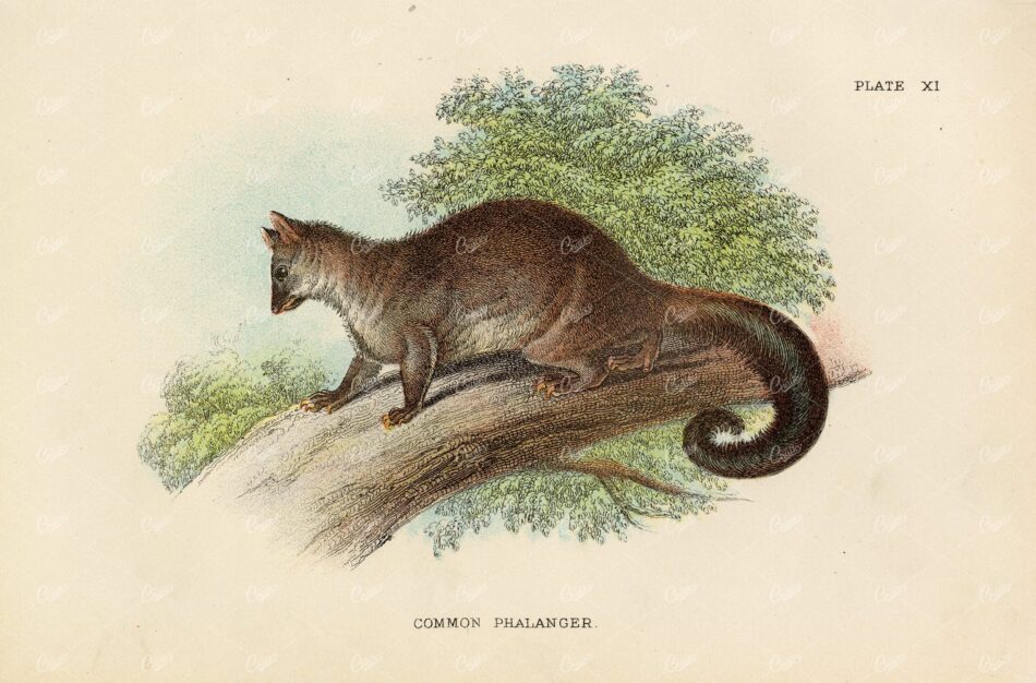 Vintage Coloured Print of Common Phalanger - Lloyd's Natural History