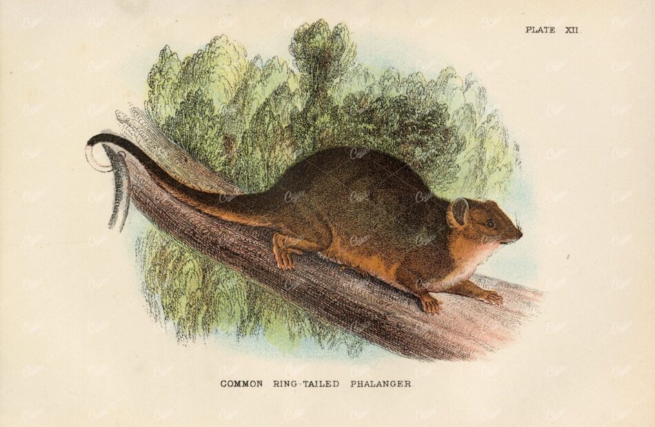 Vintage Coloured Print of Common Ring Tailed-Phalanger - 1896