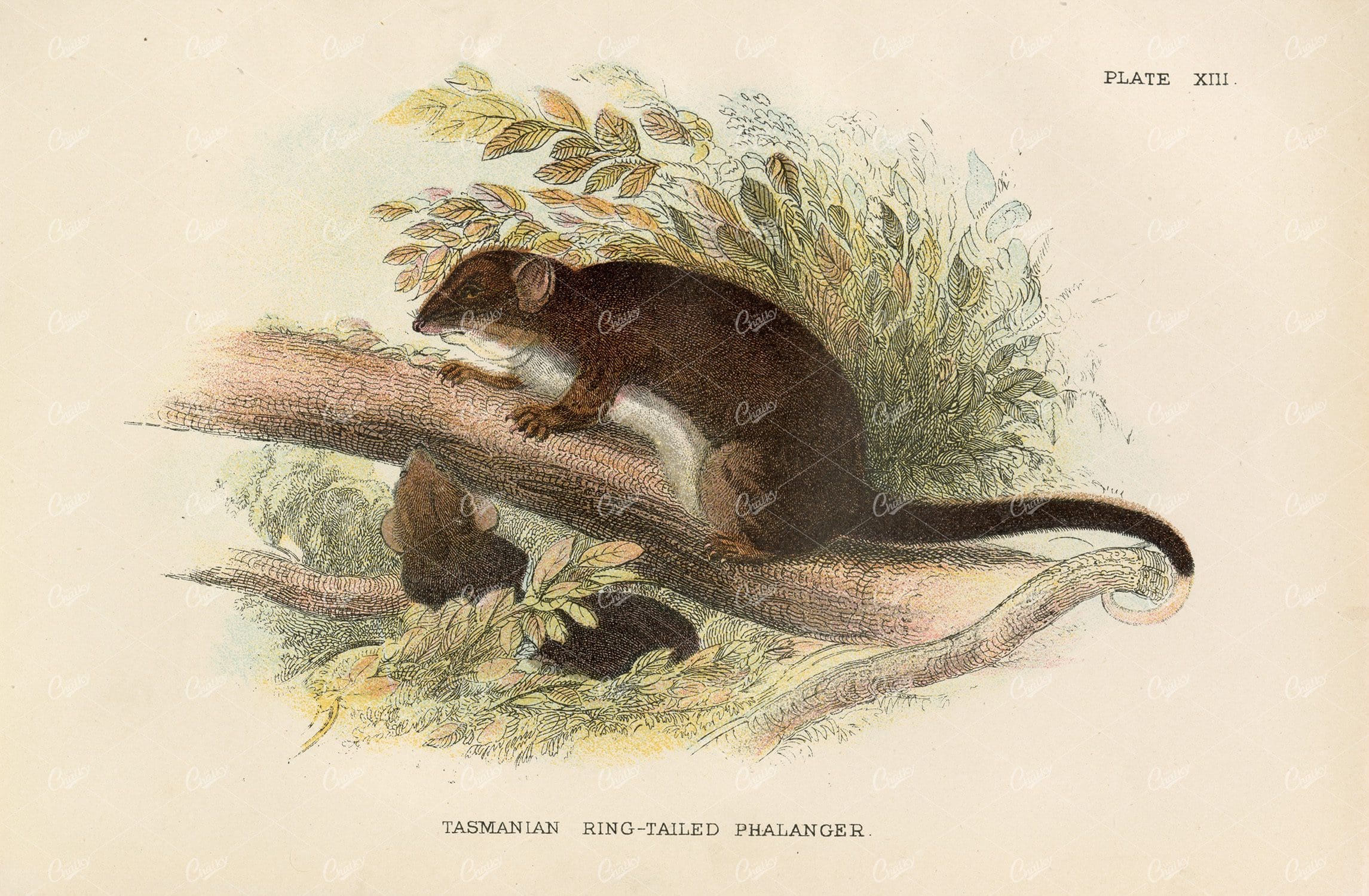 Antique Coloured Print of Tasmanian Ring Tailed-Phalanger