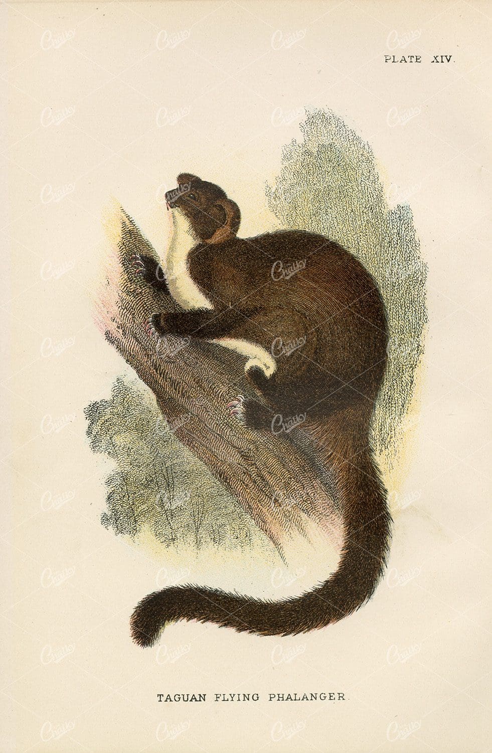 1896 Vintage Coloured Print of Taguan Flying Phalanger