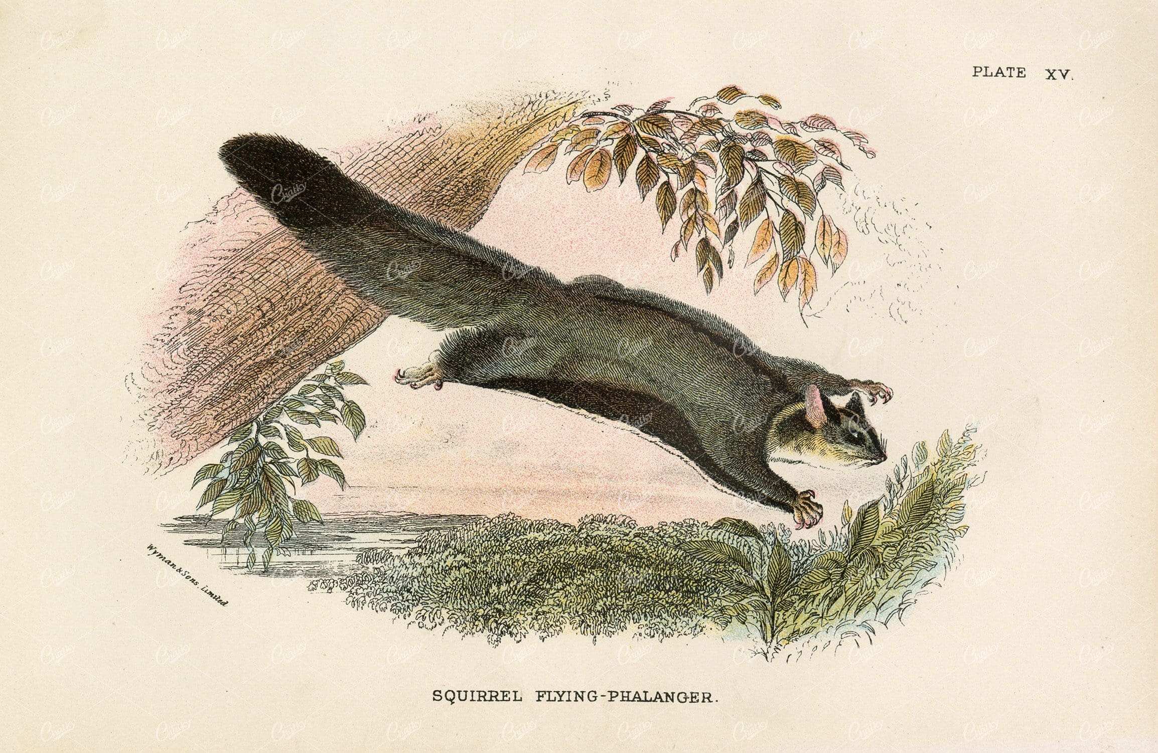 Antique Coloured  print of Squirrel Flying-Phalanger -1896
