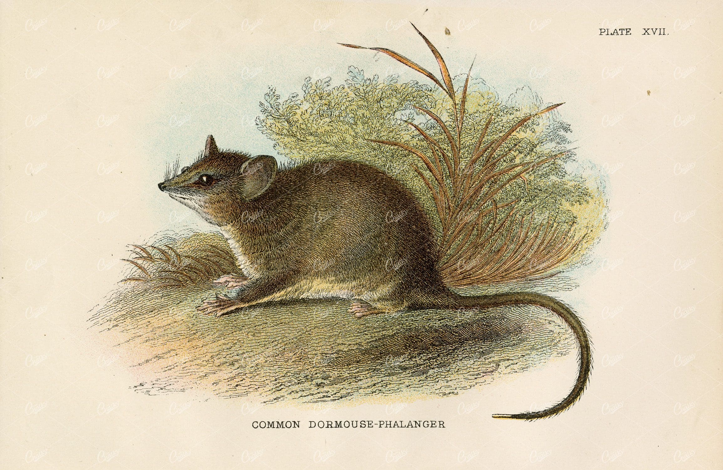Vintage Coloured print of Common Dormouse-Phalanger