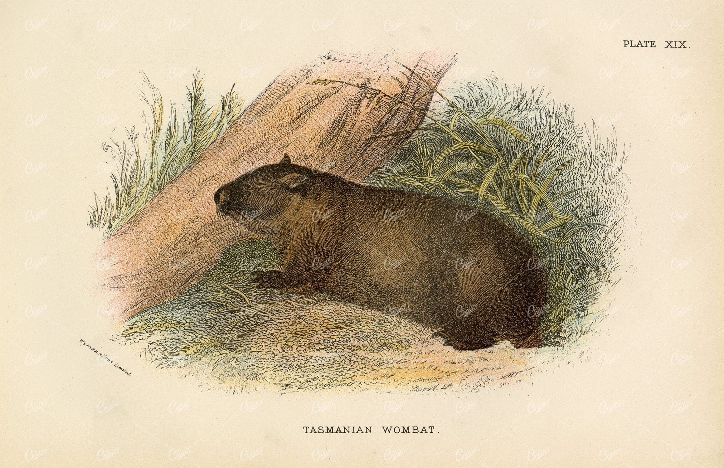 Lloyd's Natural history - Antique Coloured Print of Tasmanian Wombat