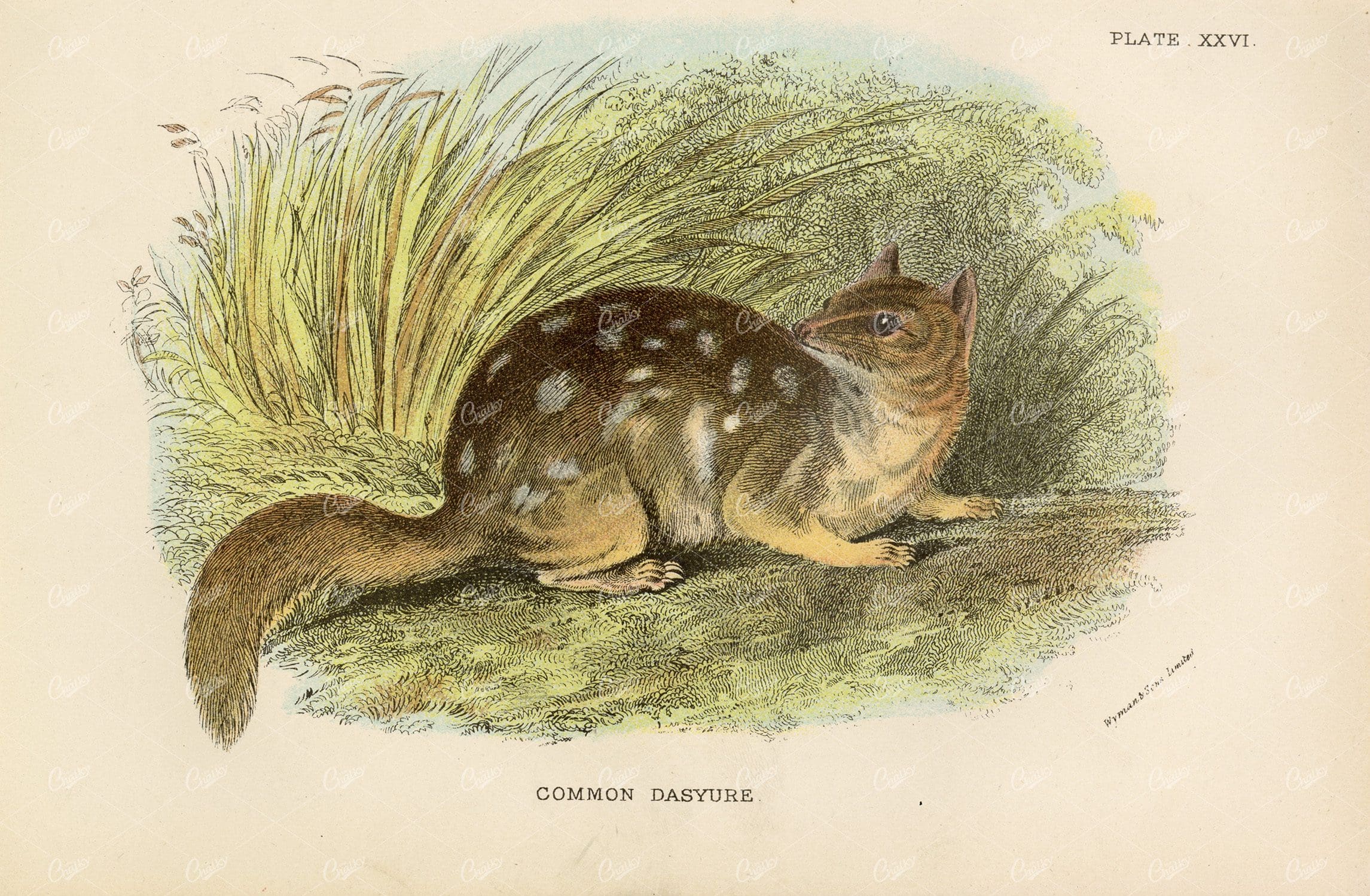 1896 Vintage Coloured Print of Common Dasyure