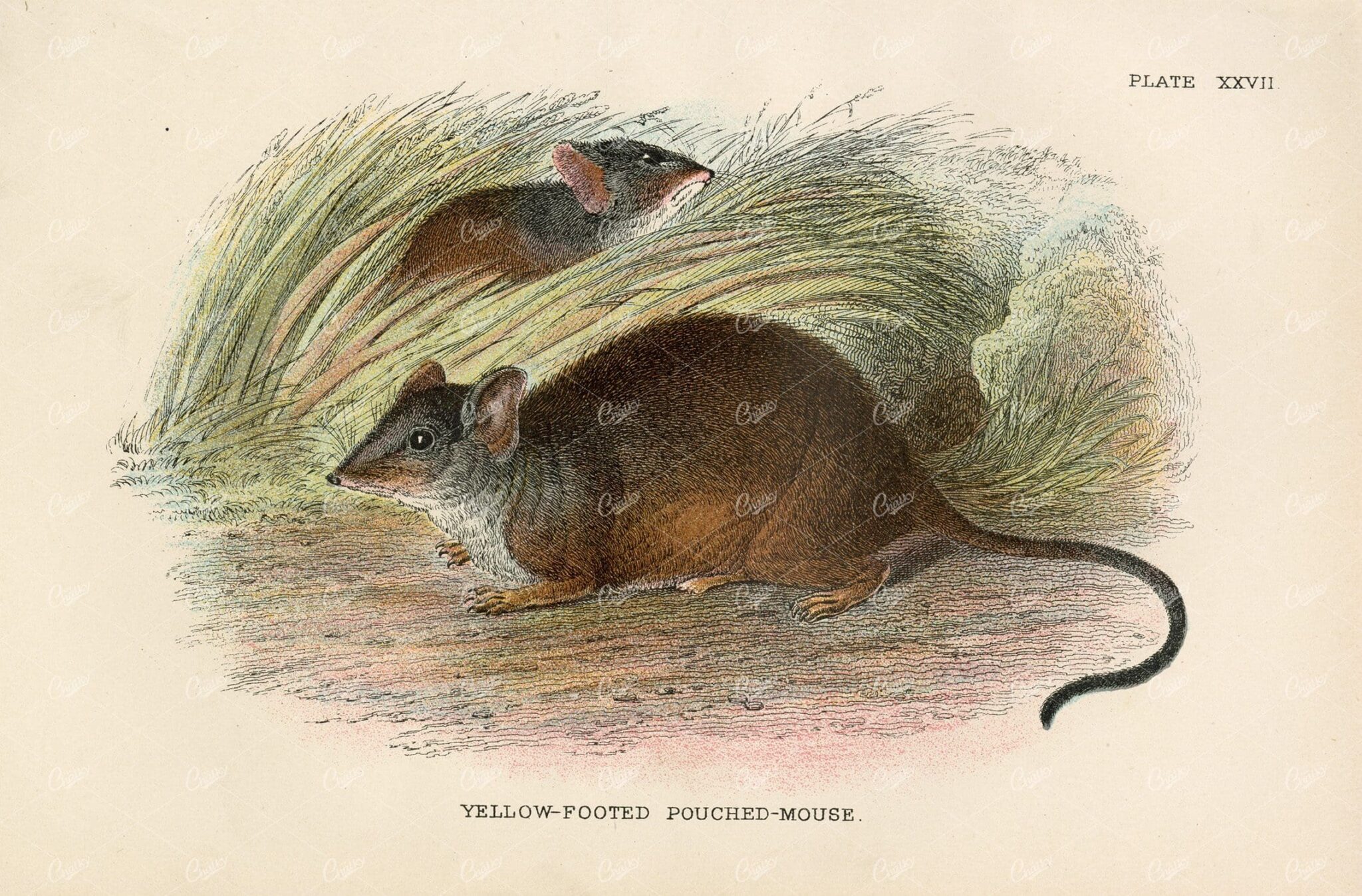 Yellow-Footed Pouched-Mouse - Vintage Coloured Print 1896