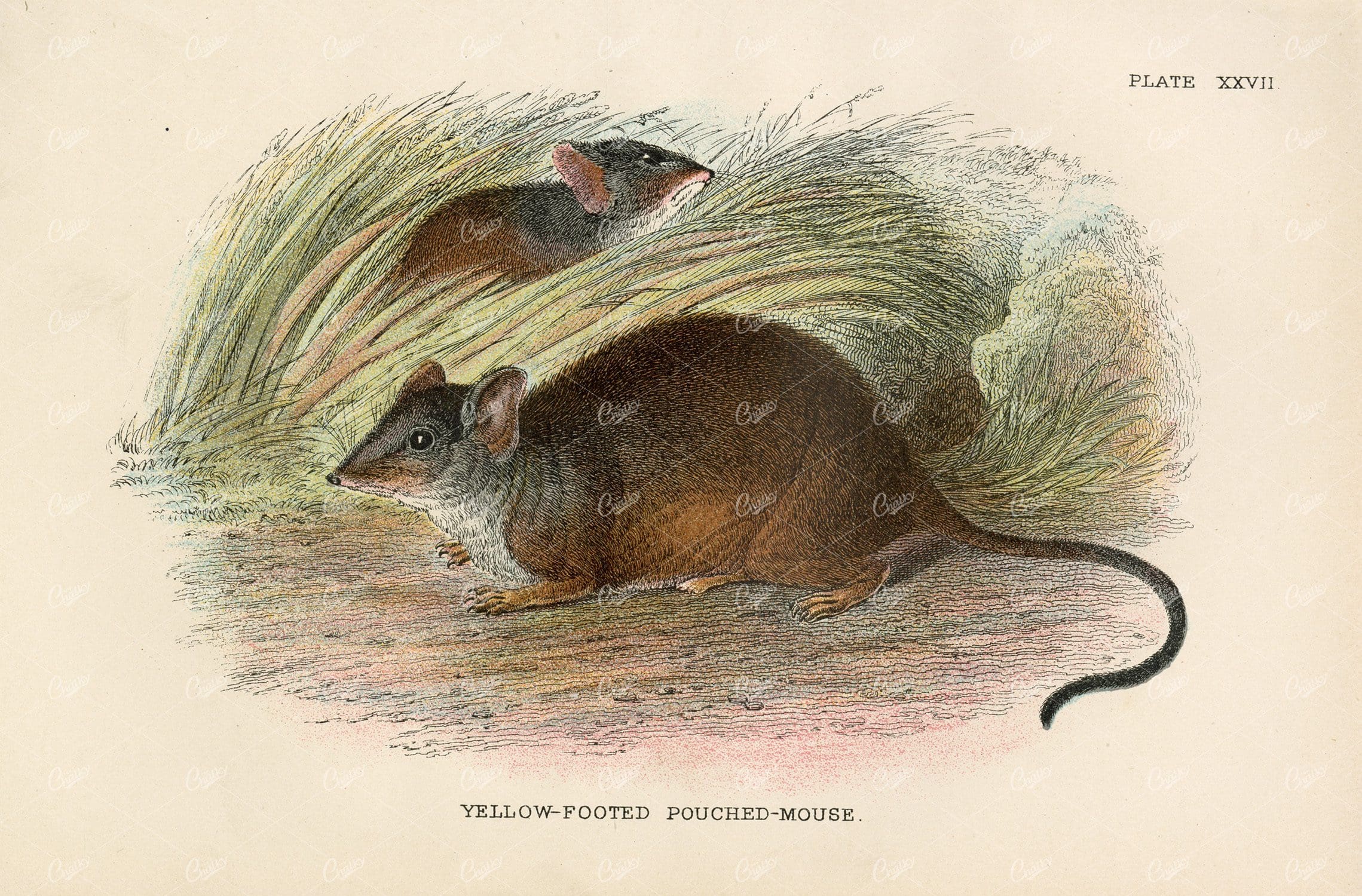 Yellow-Footed Pouched-Mouse - Vintage Coloured Print 1896