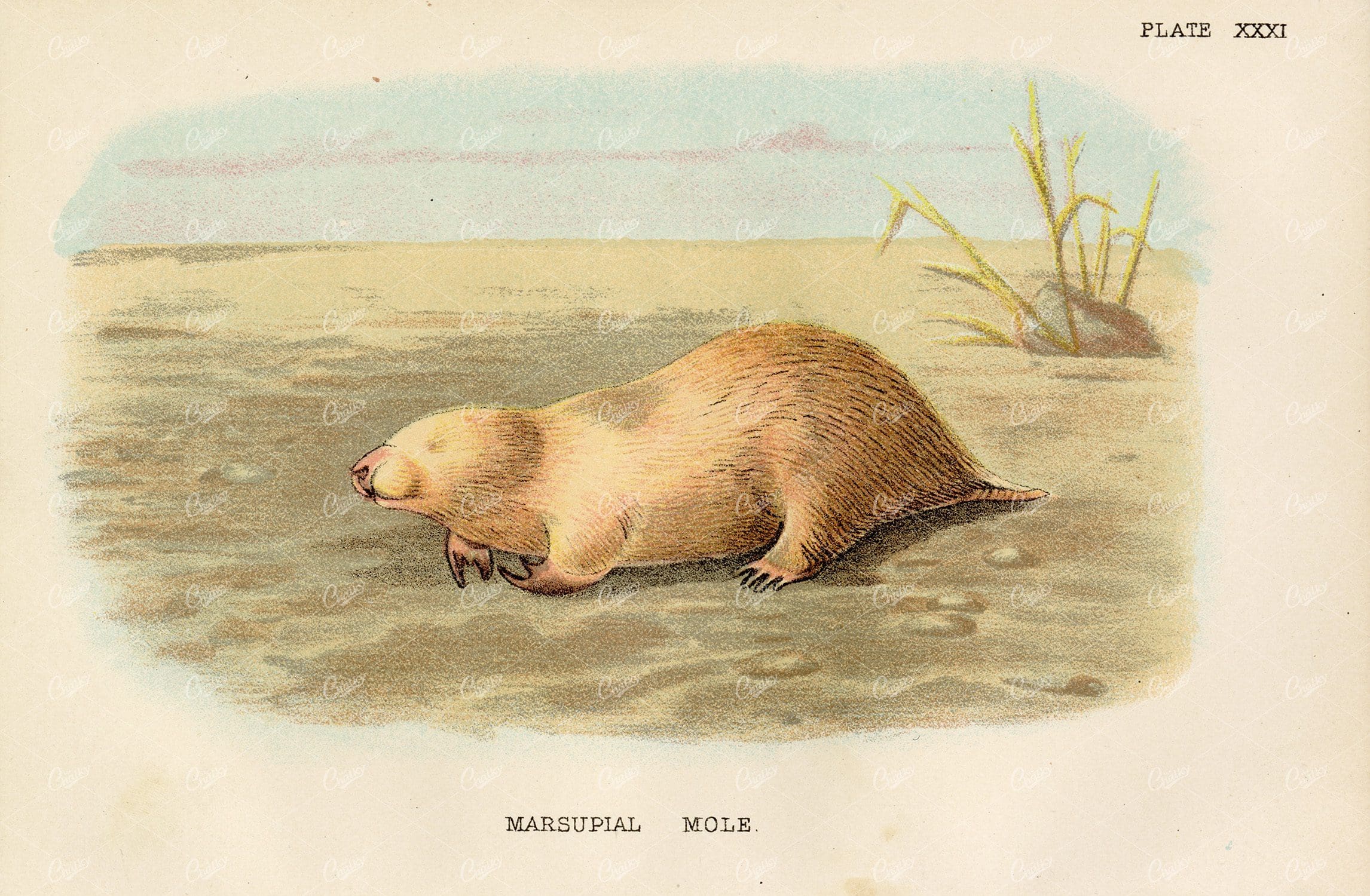 Marsupial Mole - Lloyd's Natural History Coloured Vintage Print