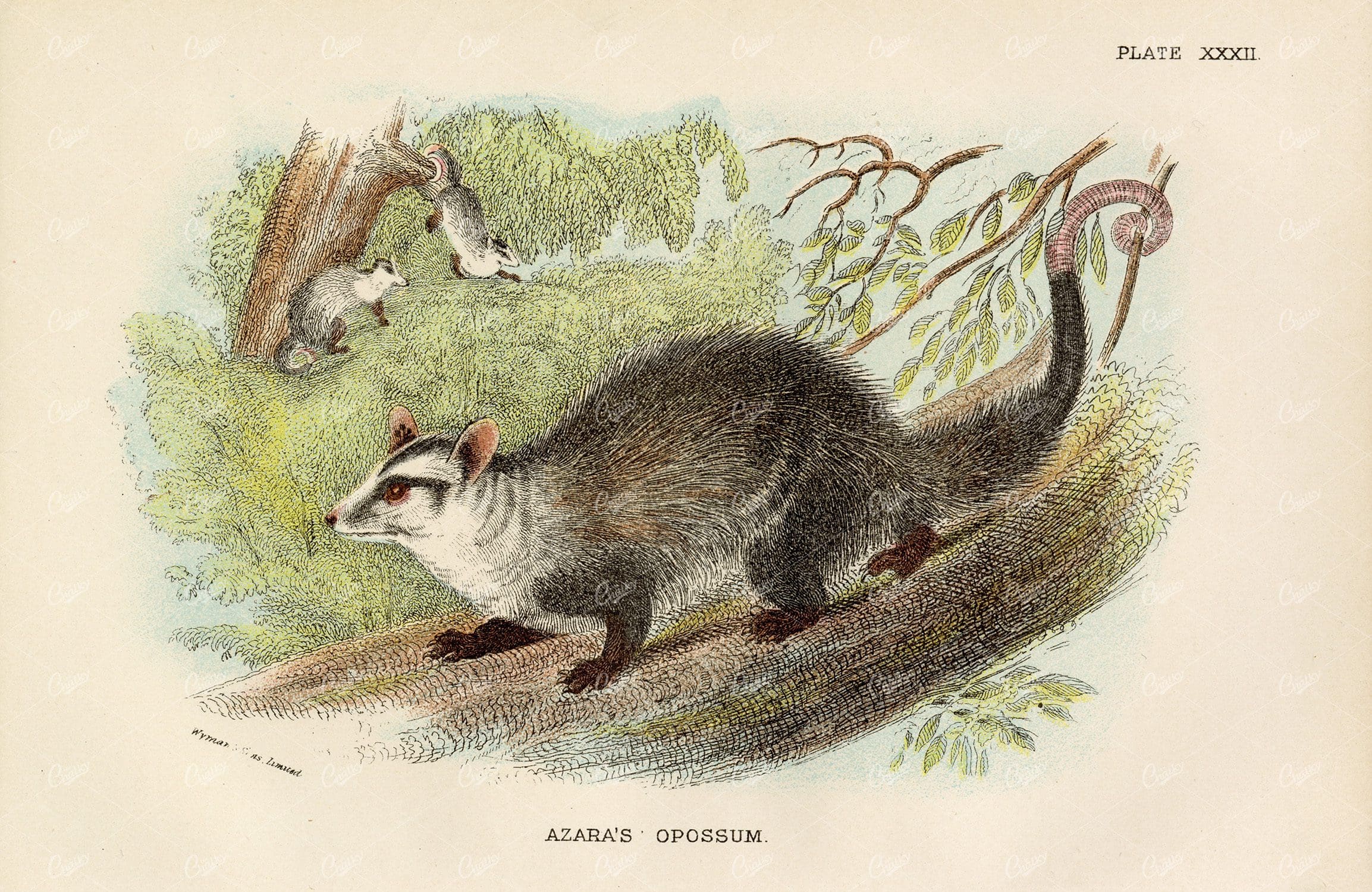 Vintage Coloured Print of Azara's Opossum - 1896 Lloyd's Natural History