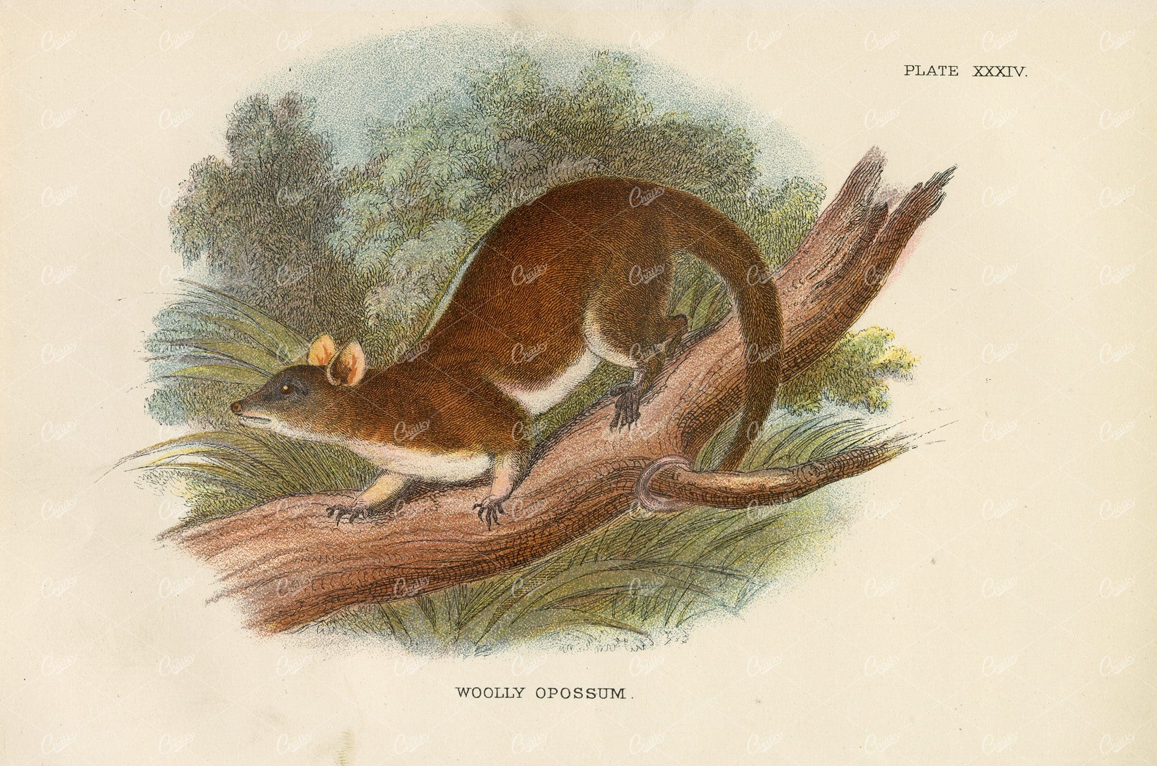 Wooly Opossum Vintage Coloured Print  - Lloyd's Natural History