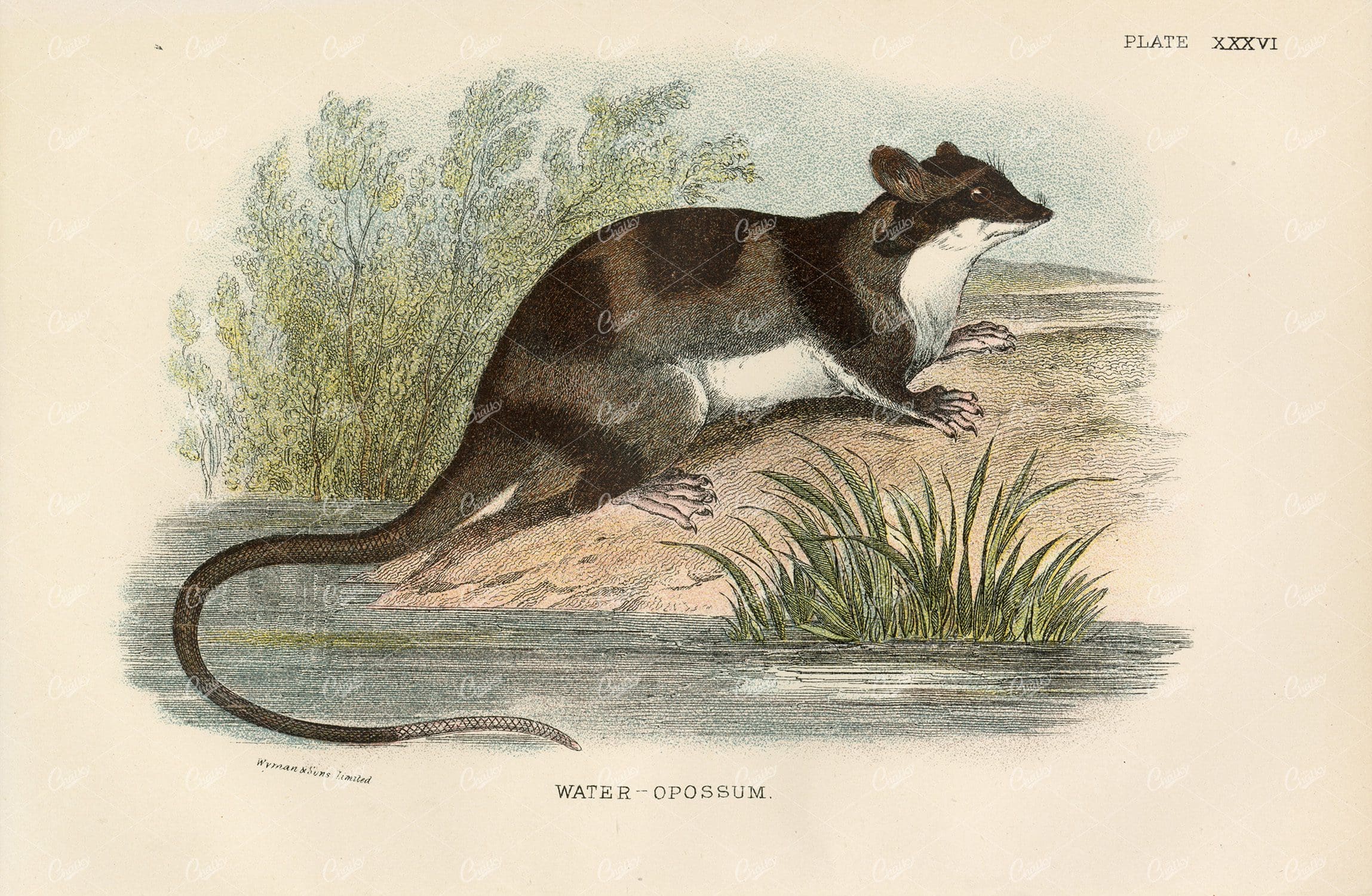 Antique Coloured Print of Water Opossum - 1896