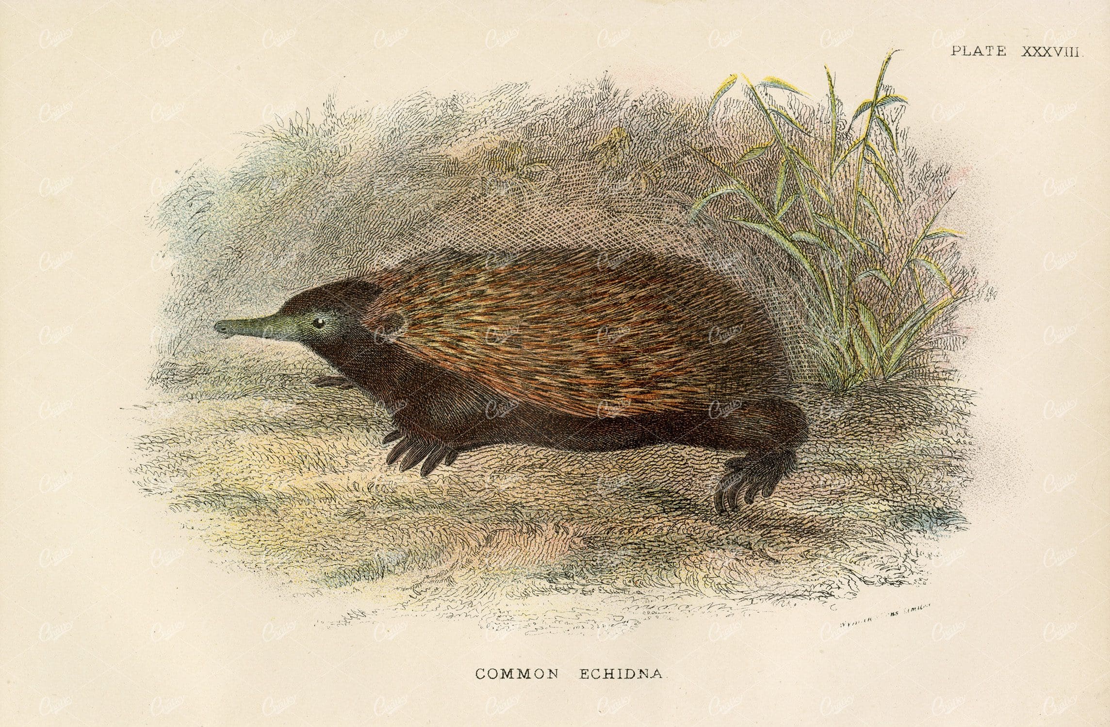Vintage Coloured Print of Common Echidna - Lloyd's Natural History