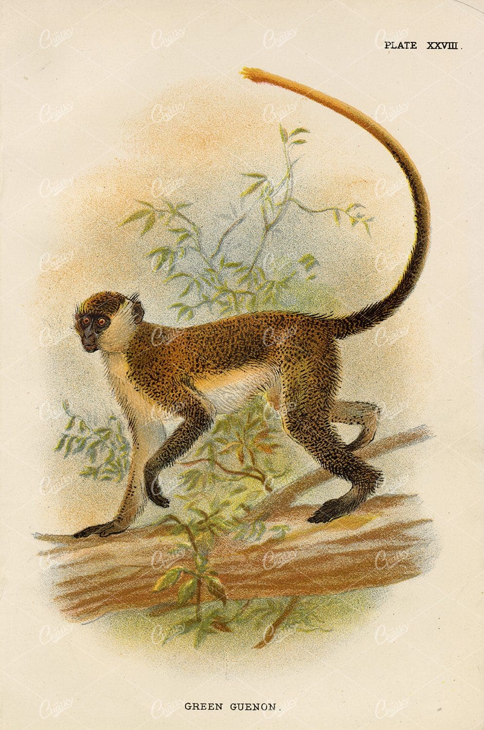 Coloured Vintage Print of Green Guenon - Lloyd's Natural History