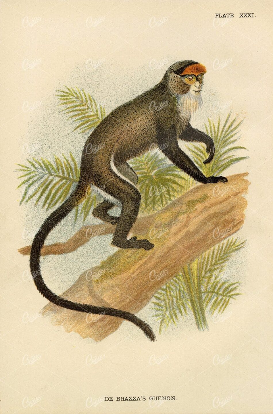 Antique Coloured Print of De Brazza's Guenon - 1896