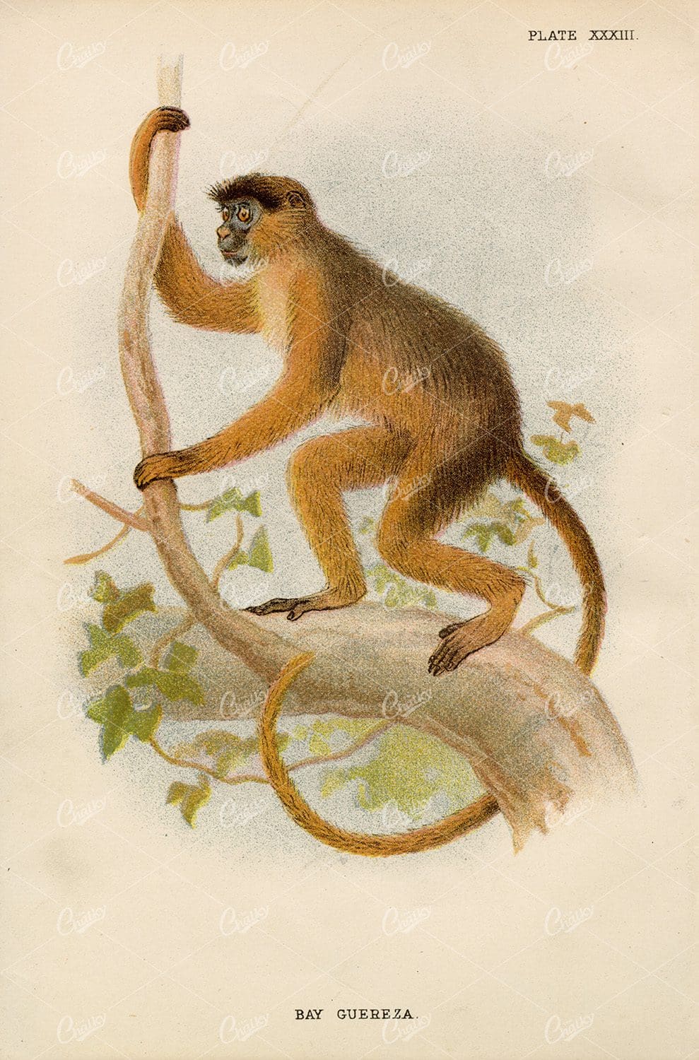 Lloyd's Natural History - Vintage Coloured Print of Bay Guereza