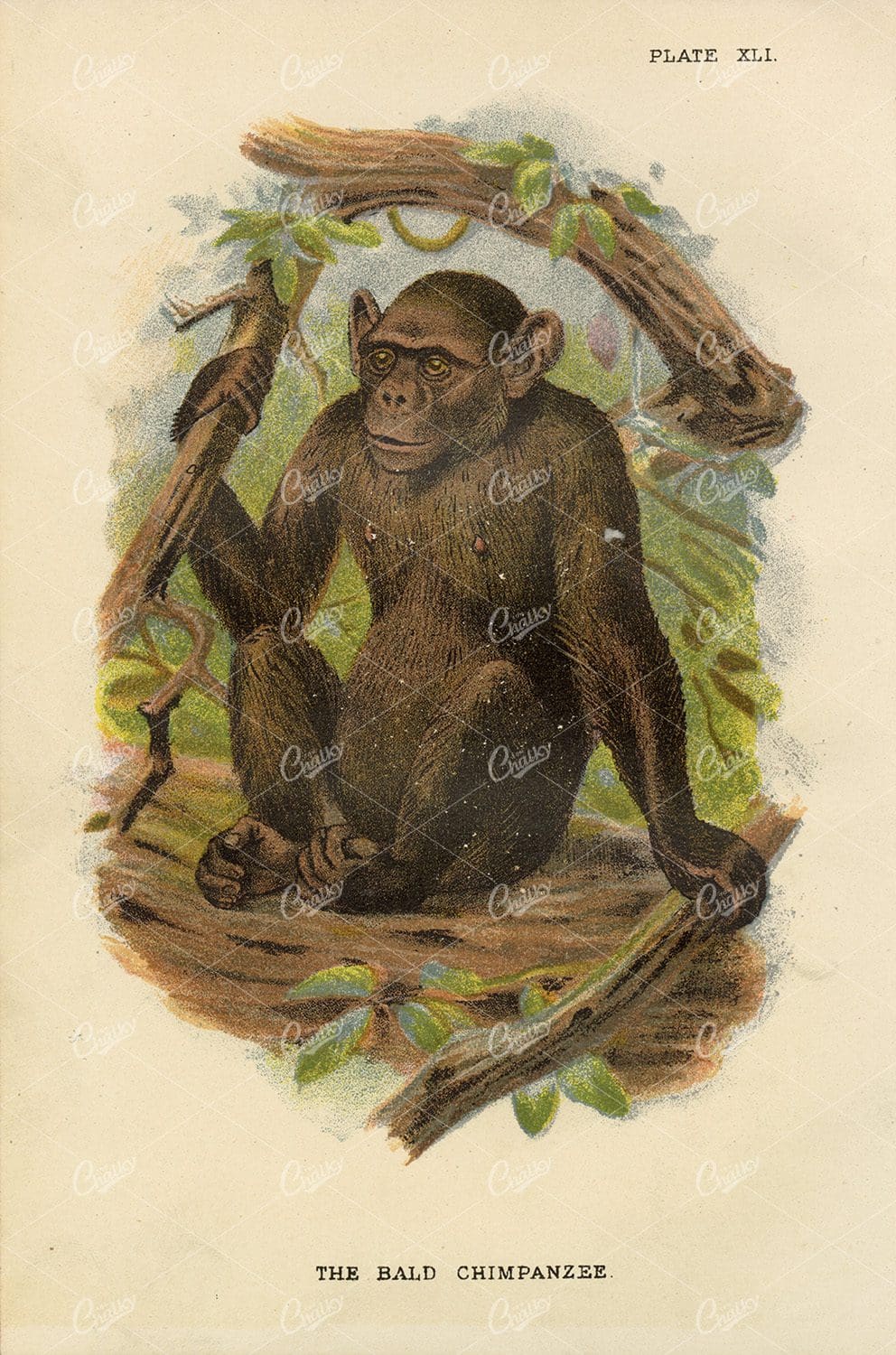 1896 Vintage Coloured Print of The Bald Chimpanzee