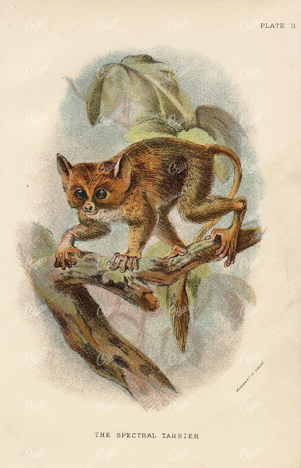 Vintage Coloured Print of The Spectral Tarsier - 1896
