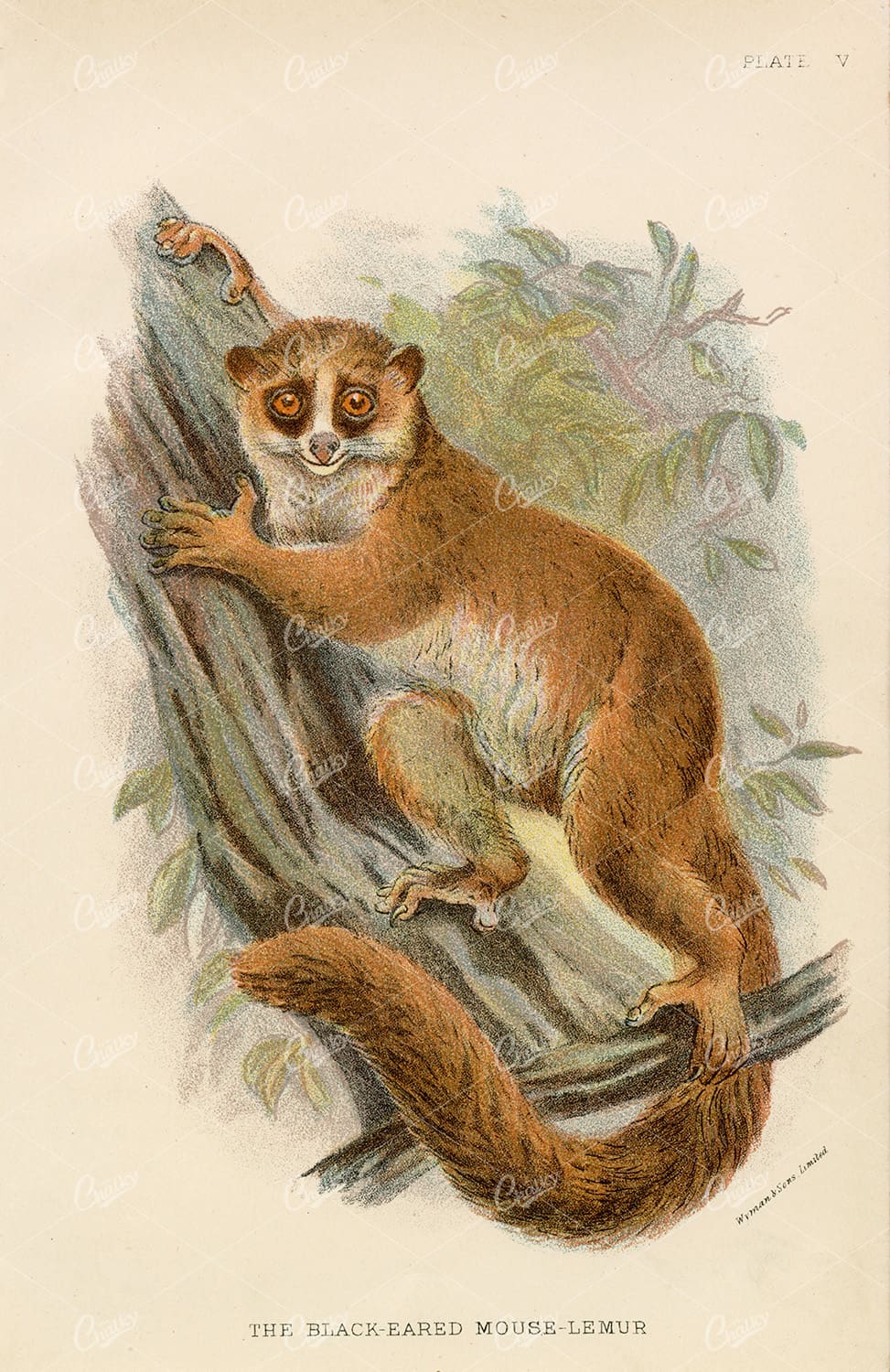 Vintage Coloured Print of The Black-Eared Mouse-Lemur - 1896