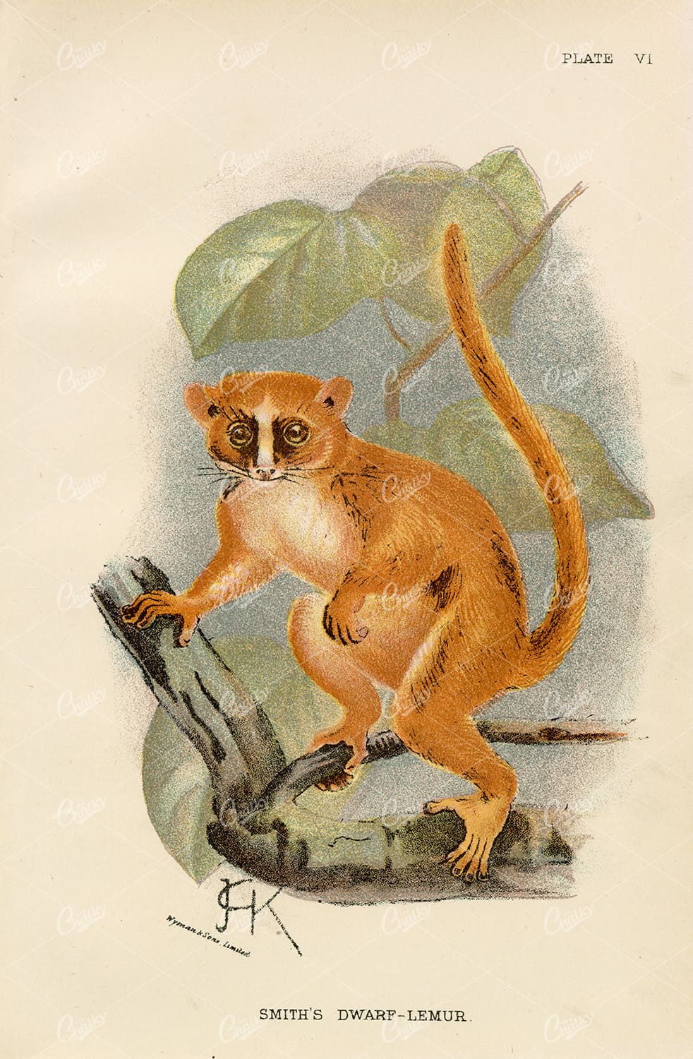 1896 Vintage Coloured Print of Smith's Dwarf- Lemur