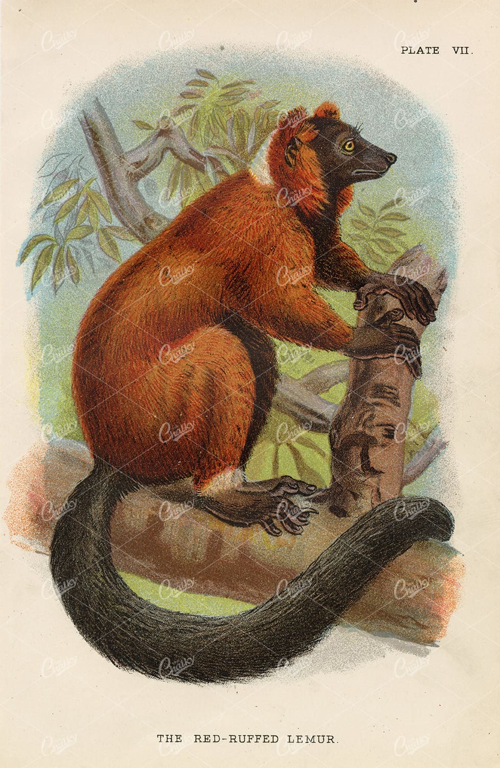The Red-Ruffed Lemur - Vintage Coloured Print 1896