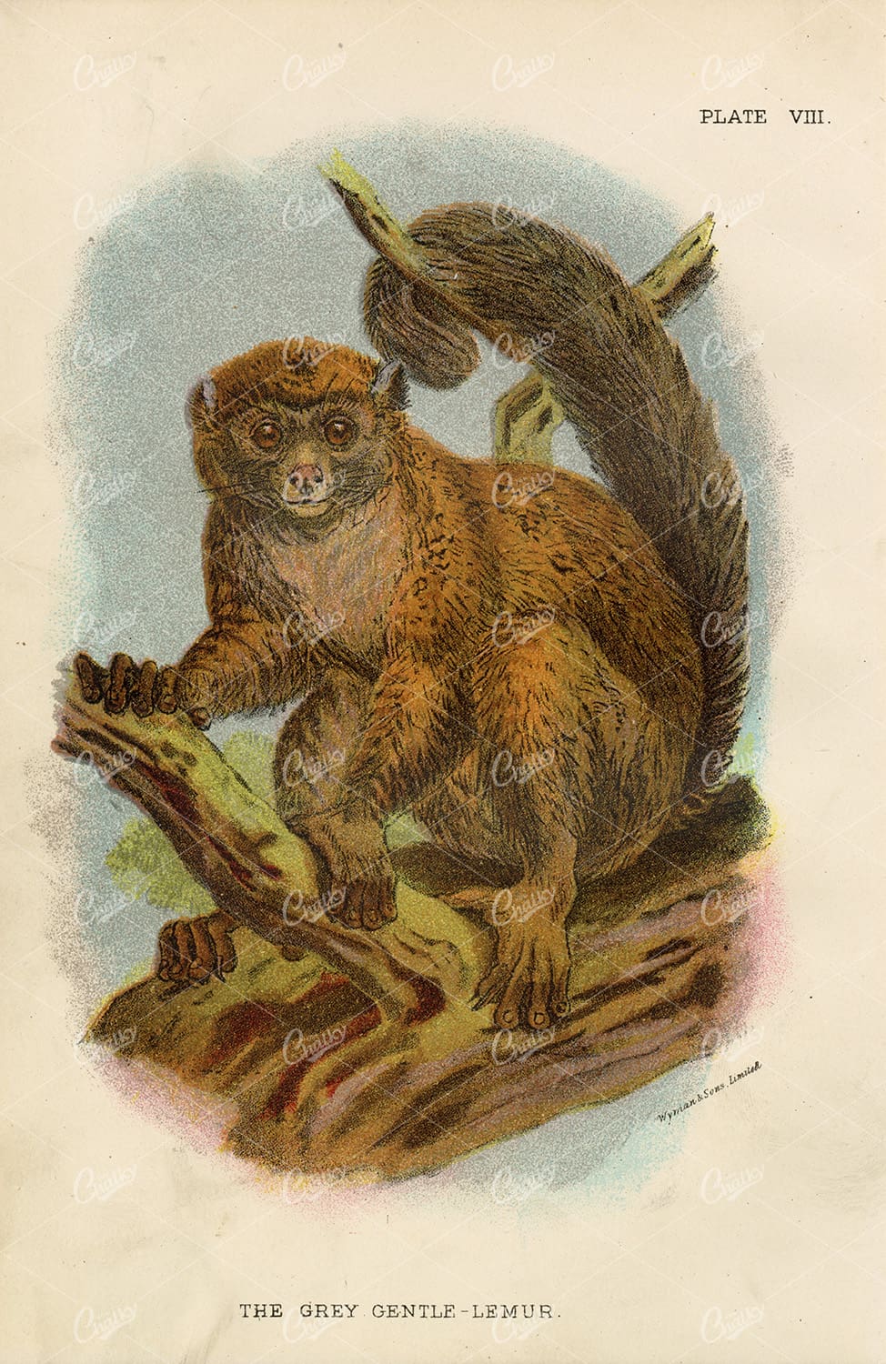 Vintage Coloured Print of The Grey Gentle-Lemur - 1896