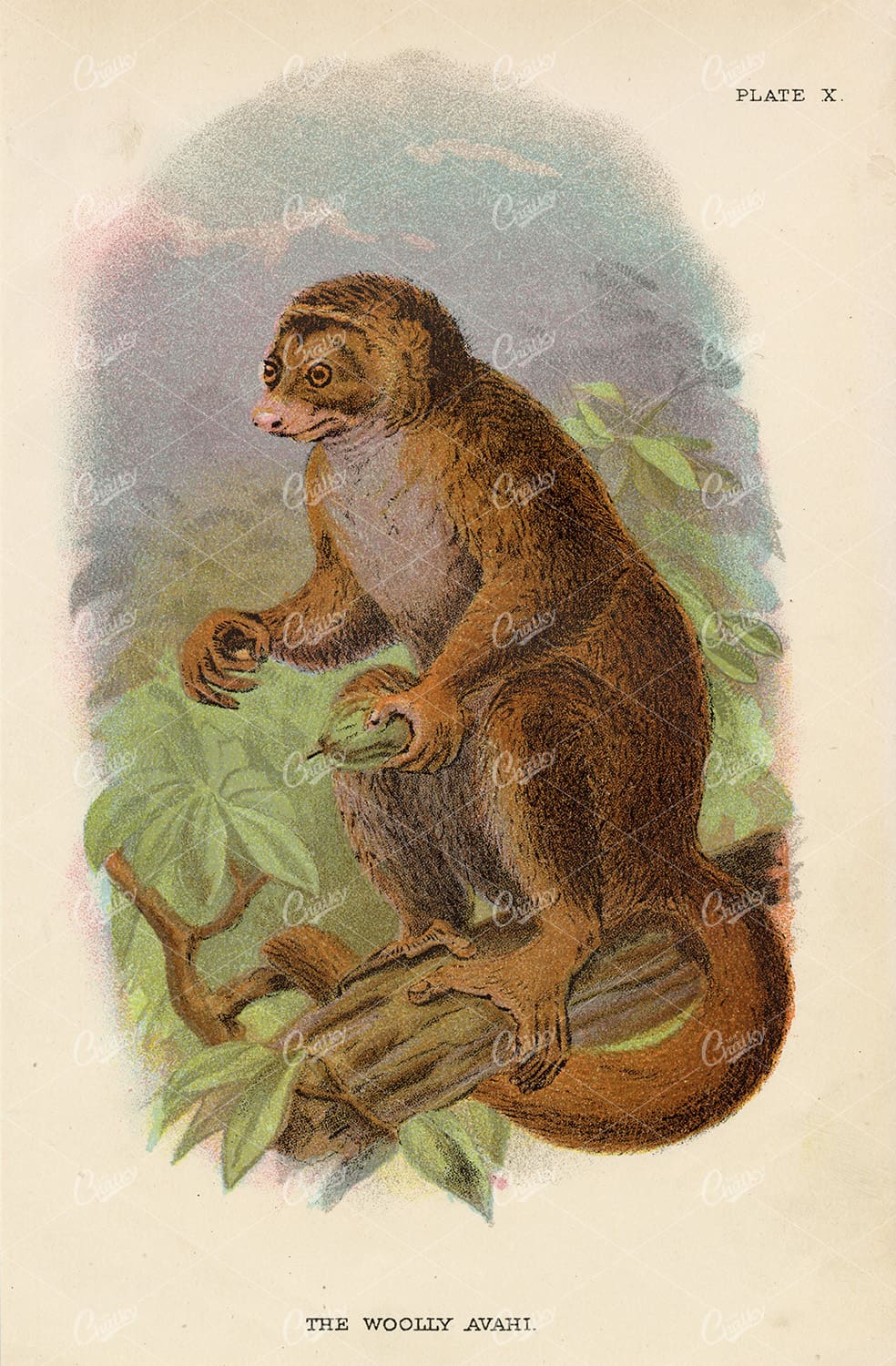 Lloyd's Natural History - Vintage Coloured Print of The woolly Avahi