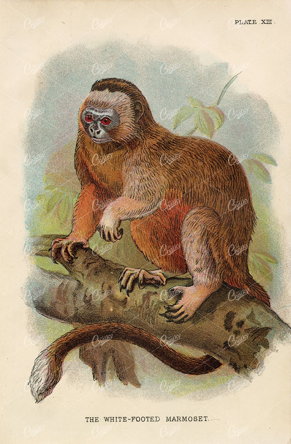 Vintage Coloured Print of The White-Footed Marmoset - 1896