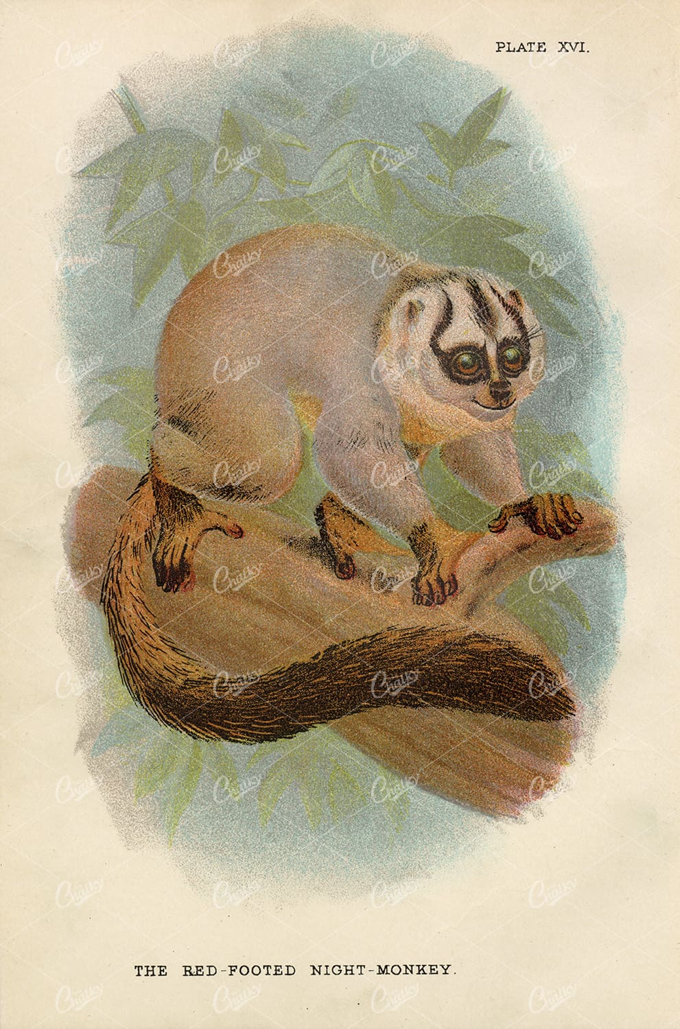 Antique Coloured Print of The Red-Footed Night-Monkey - 1896