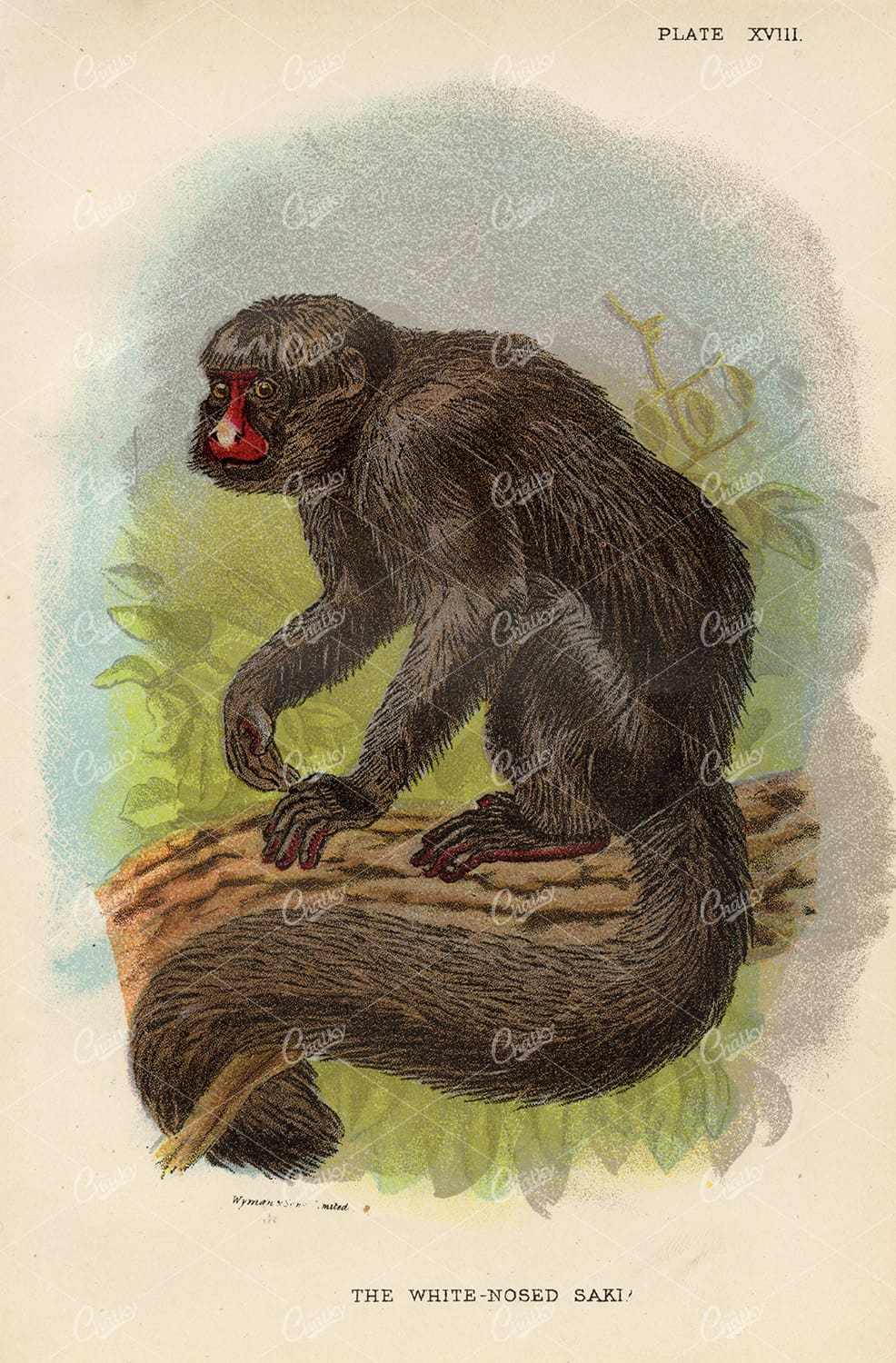 The White-Nosed Saki - 1896 Vintage Coloured Print