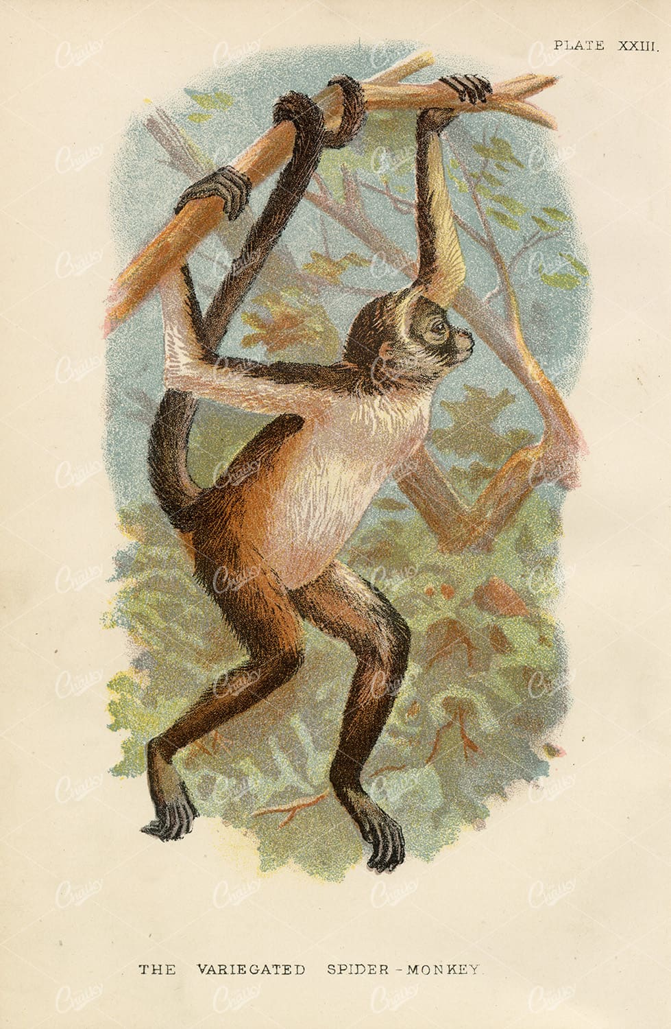 The Variegated Spider-Monkey - Vintage coloured Print 1896