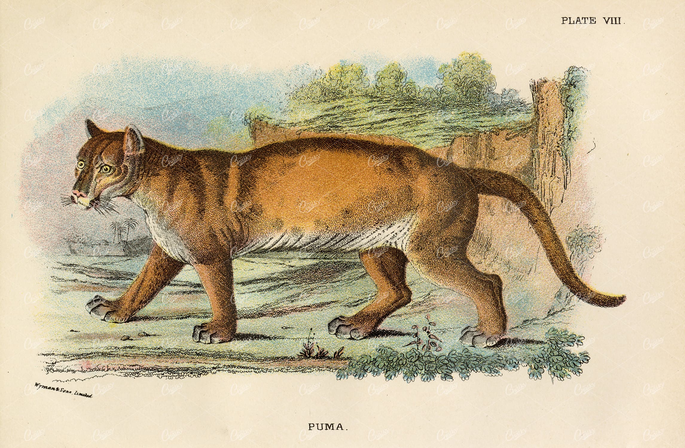 Vintage Coloured Print of a Puma - Lloyd's Natural History 1896