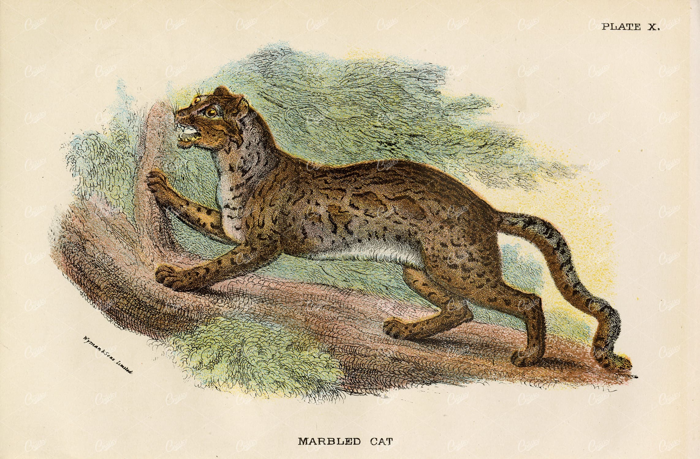 Antique Coloured Print of Marbled Cat - 1896