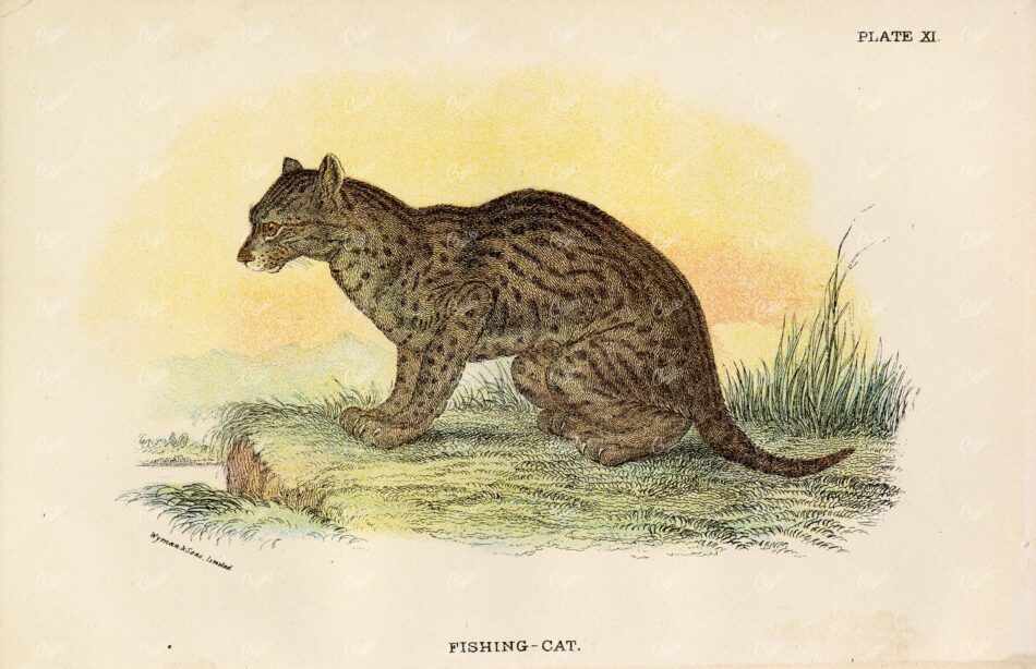 Vintage Coloured Print of a Fishing Cat - Lloyd's Natural History