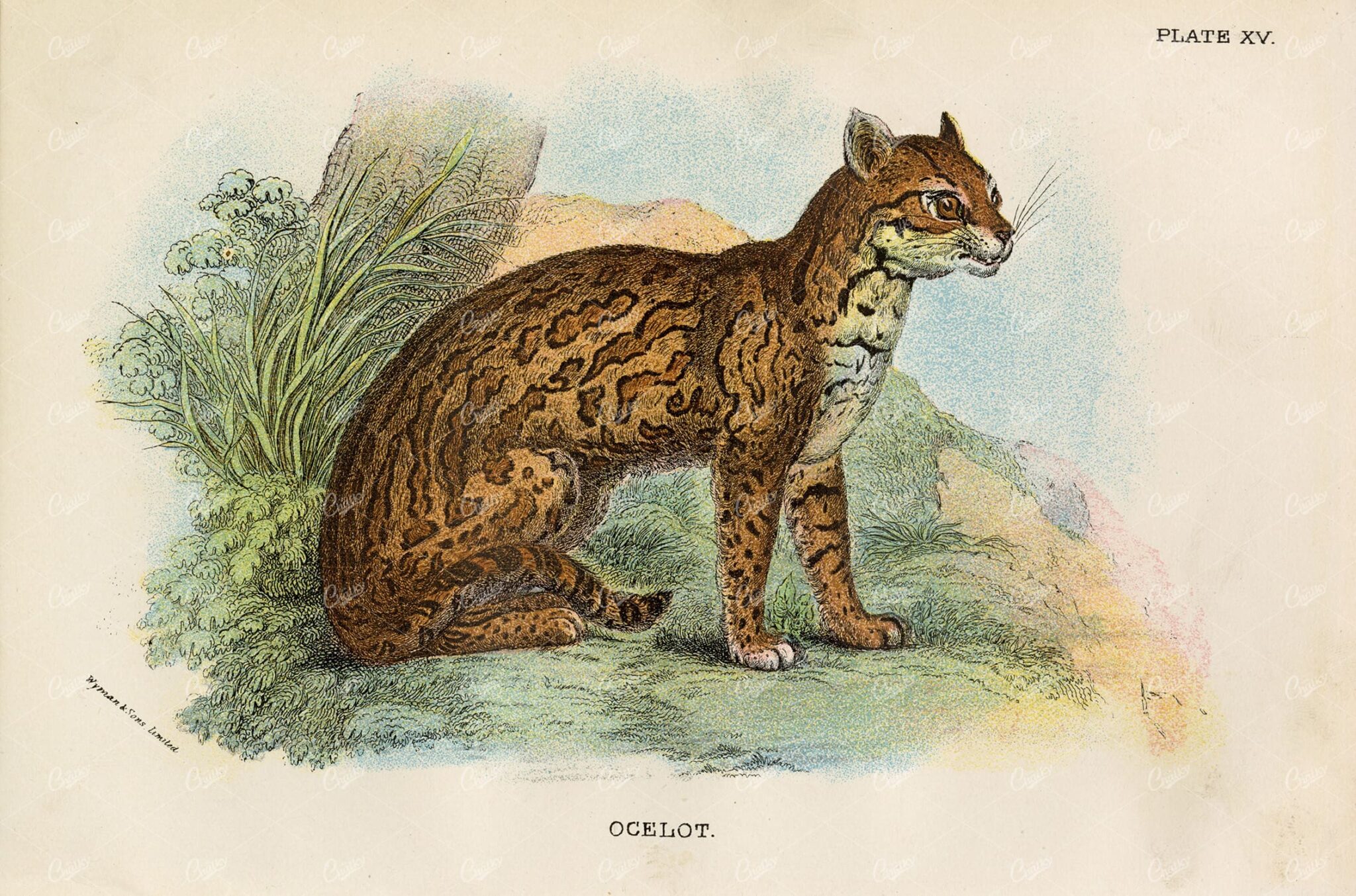 Antique Coloured Print of Ocelot -  Lloyd's Natural History 1896