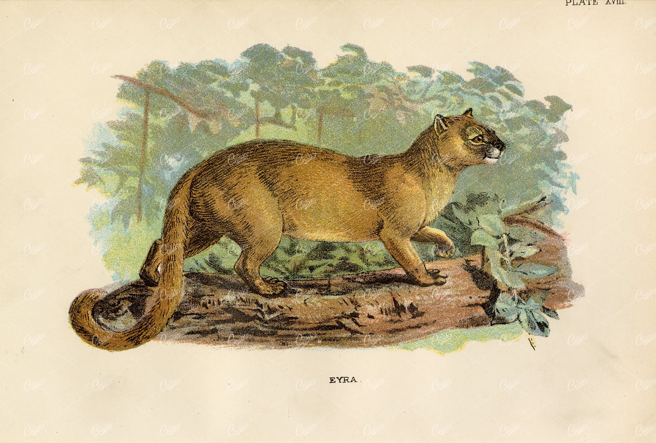 Lloyd's Natural History - Vintage Coloured Print of Eyra