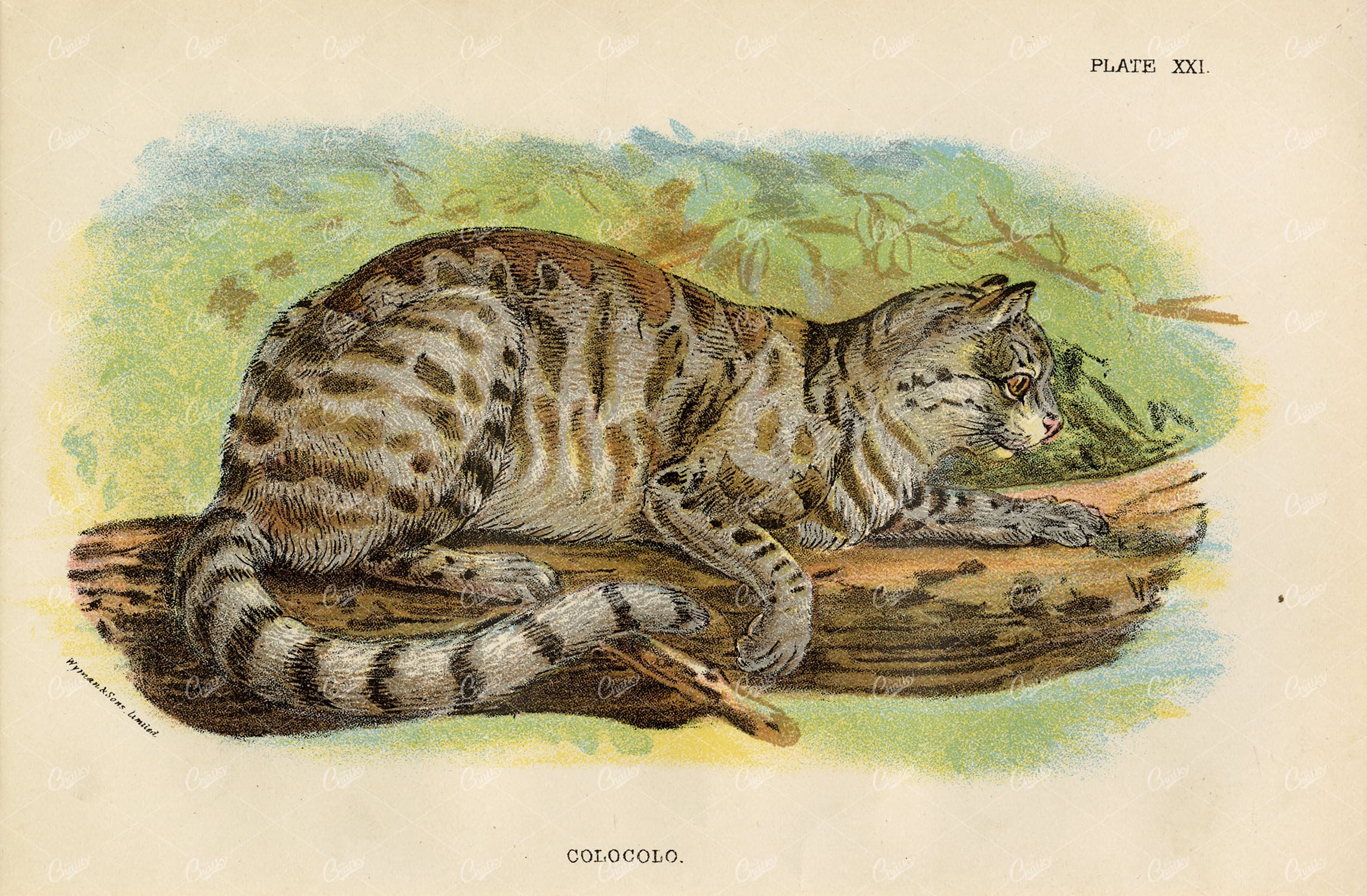 Antique Coloured Print 1896 - Colocolo (wild cat)