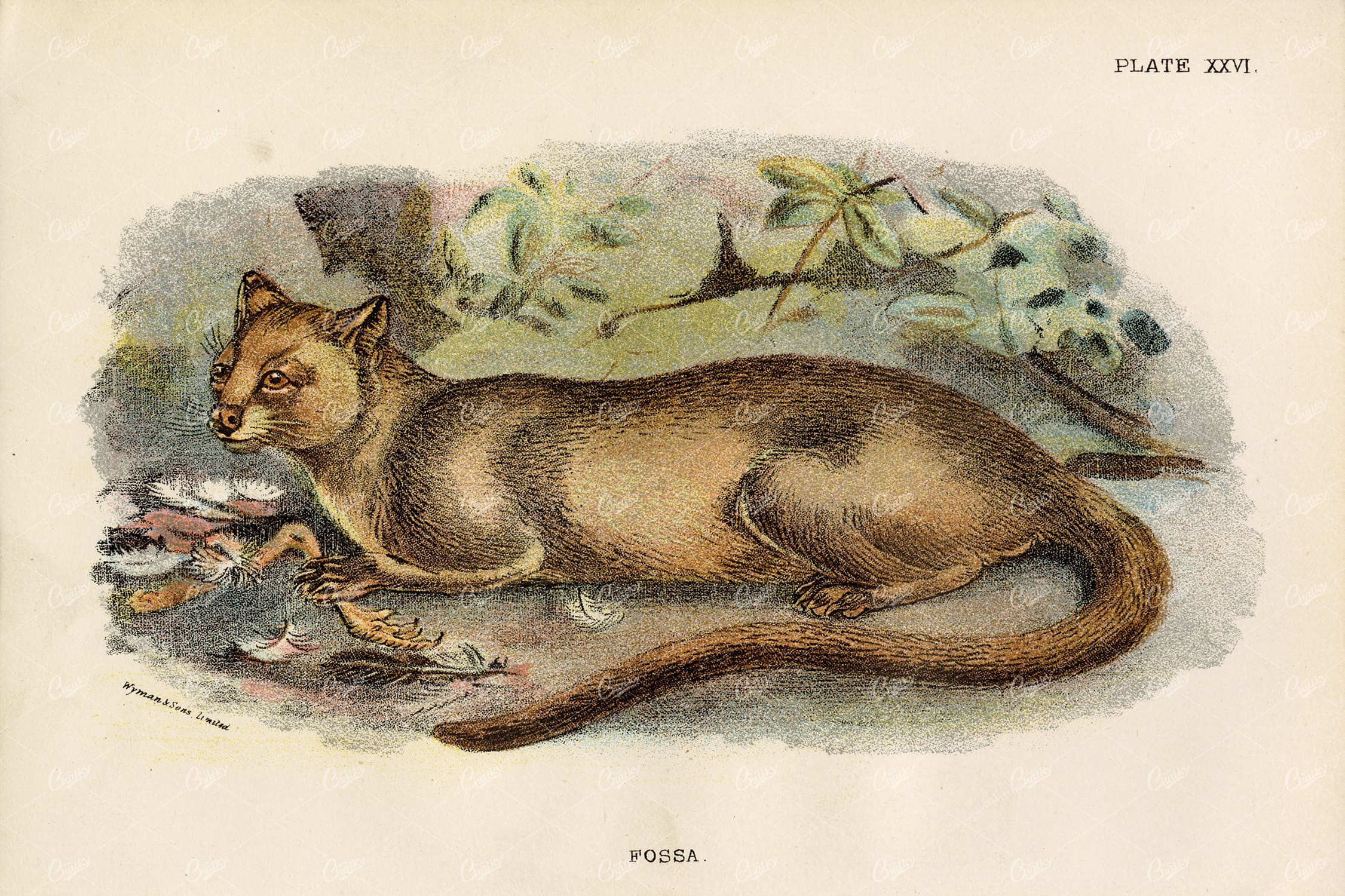 Vintage Coloured Print of Fossa - Lloyd's Natural History 1896