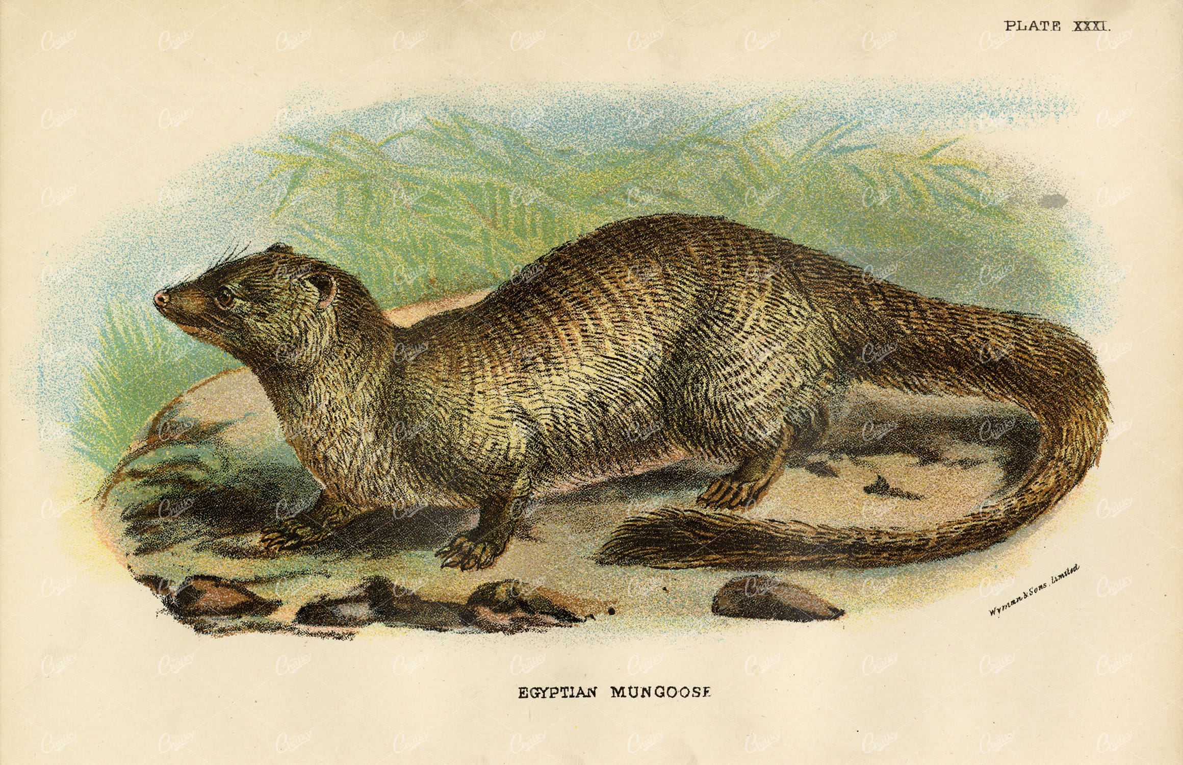 Vintage Coloured Print of a Egyptian Mungoose - 1896