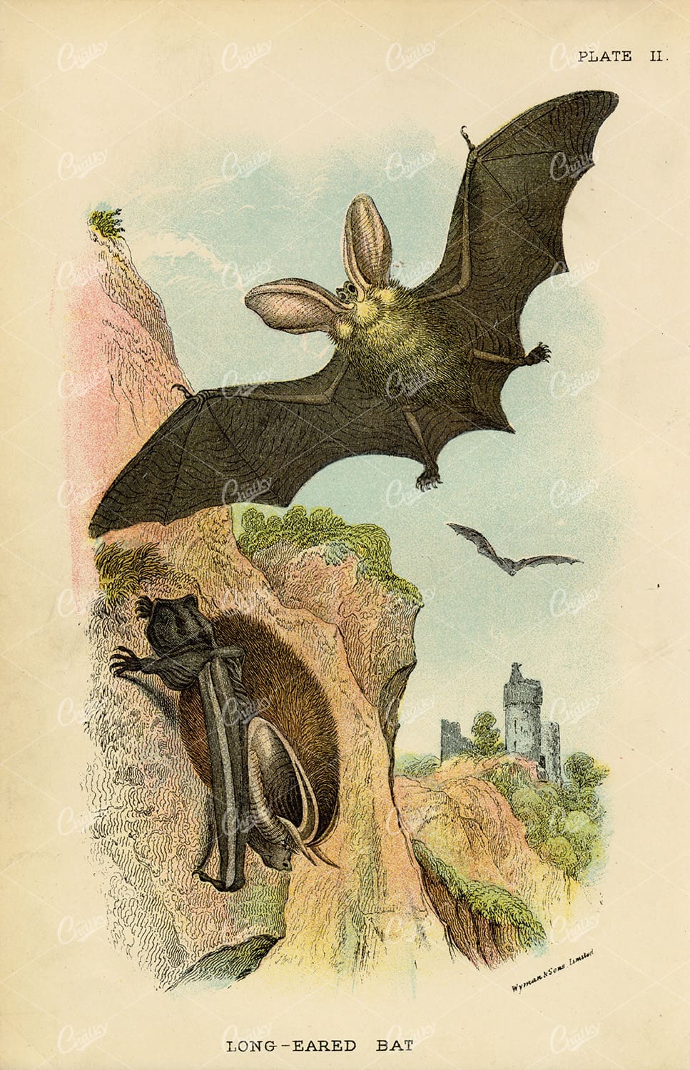 Vintage Coloured Print of Long-Eared Bat - Lloyd's Natural History