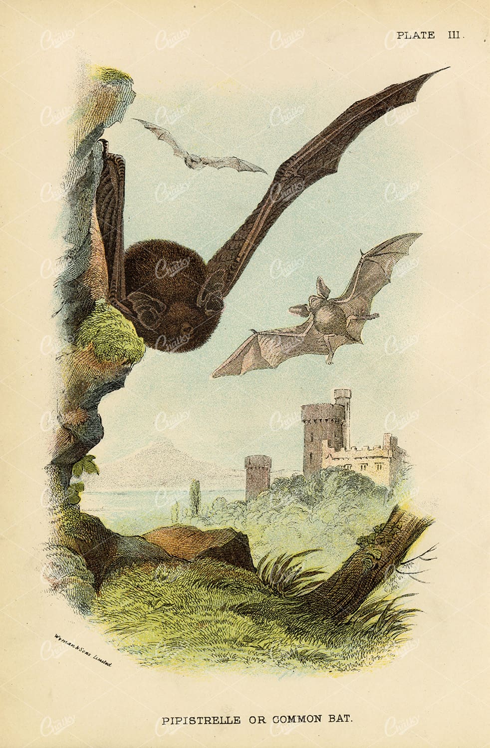 Pipistrelle or Common Bat - Vintage Coloured Print 1896