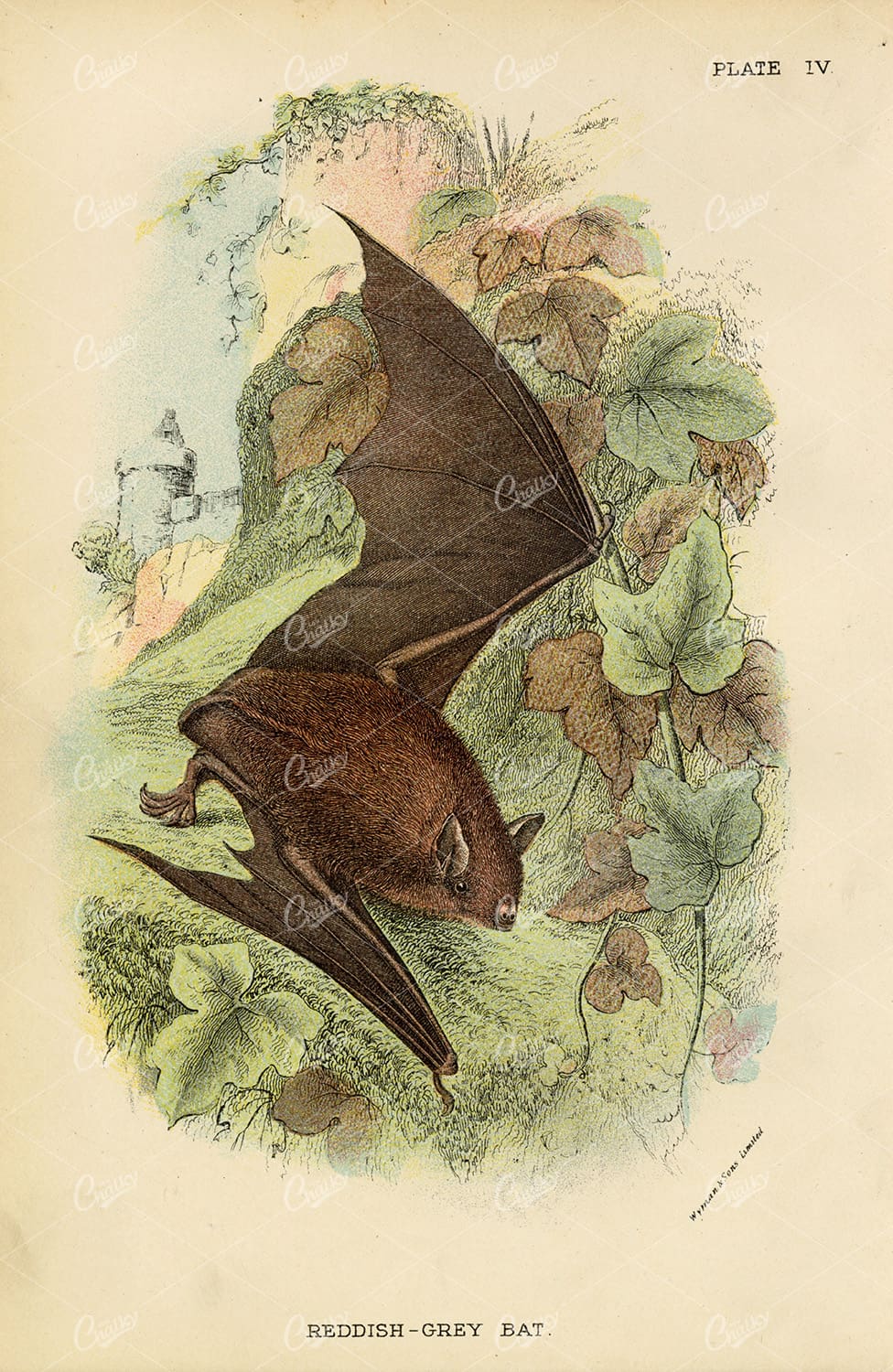 Vintage Coloured Print of a Reddish-Grey Bat - 1896