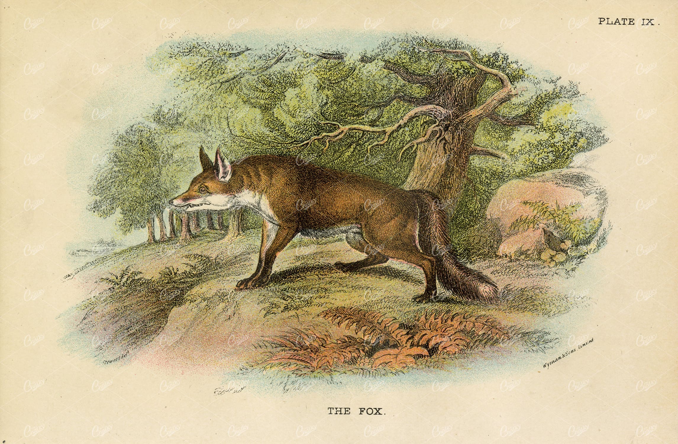 Vintage Coloured Print of The Fox - Lloyd's Natural History