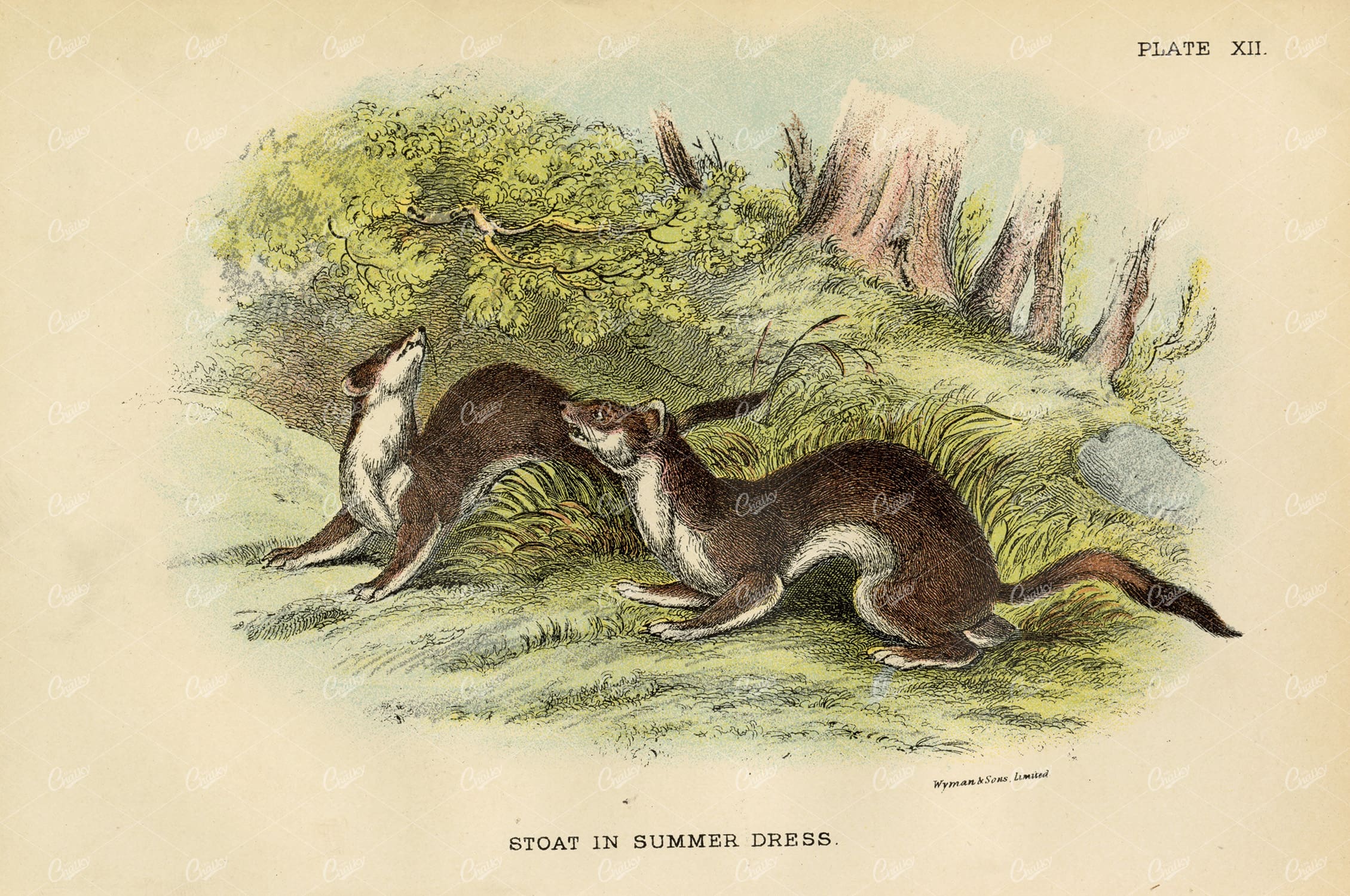 Vintage Coloured Print of Stoat in Summer Dress - 1896