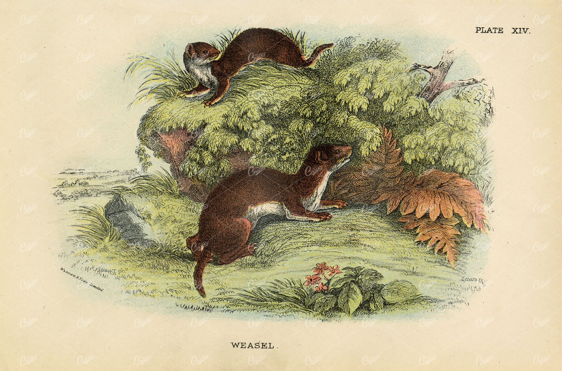 Vintage Coloured Print of Weasel - Lloyd's Natural History 1896