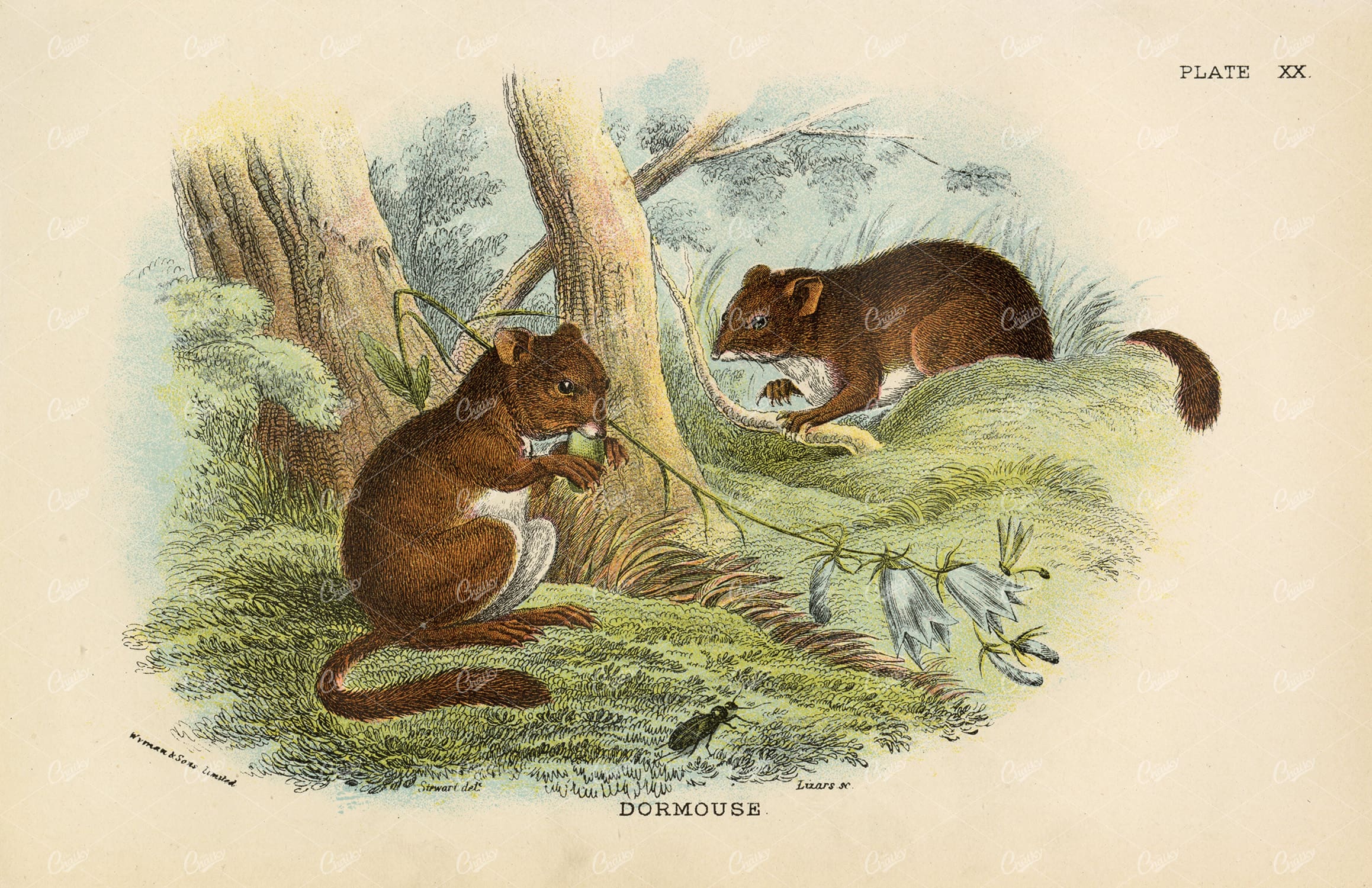 Vintage Coloured Print of Dormouse - Lloyd's Natural History