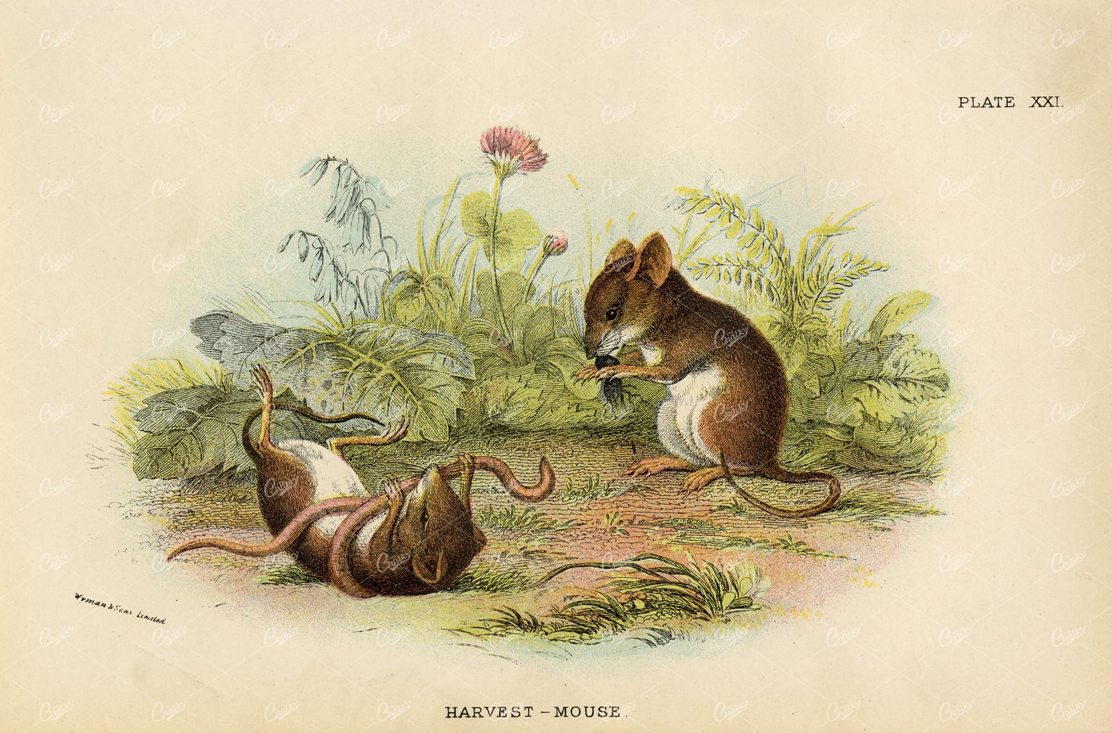 Harvest-Mouse Vintage Coloured Print - Lloyd's Natural History