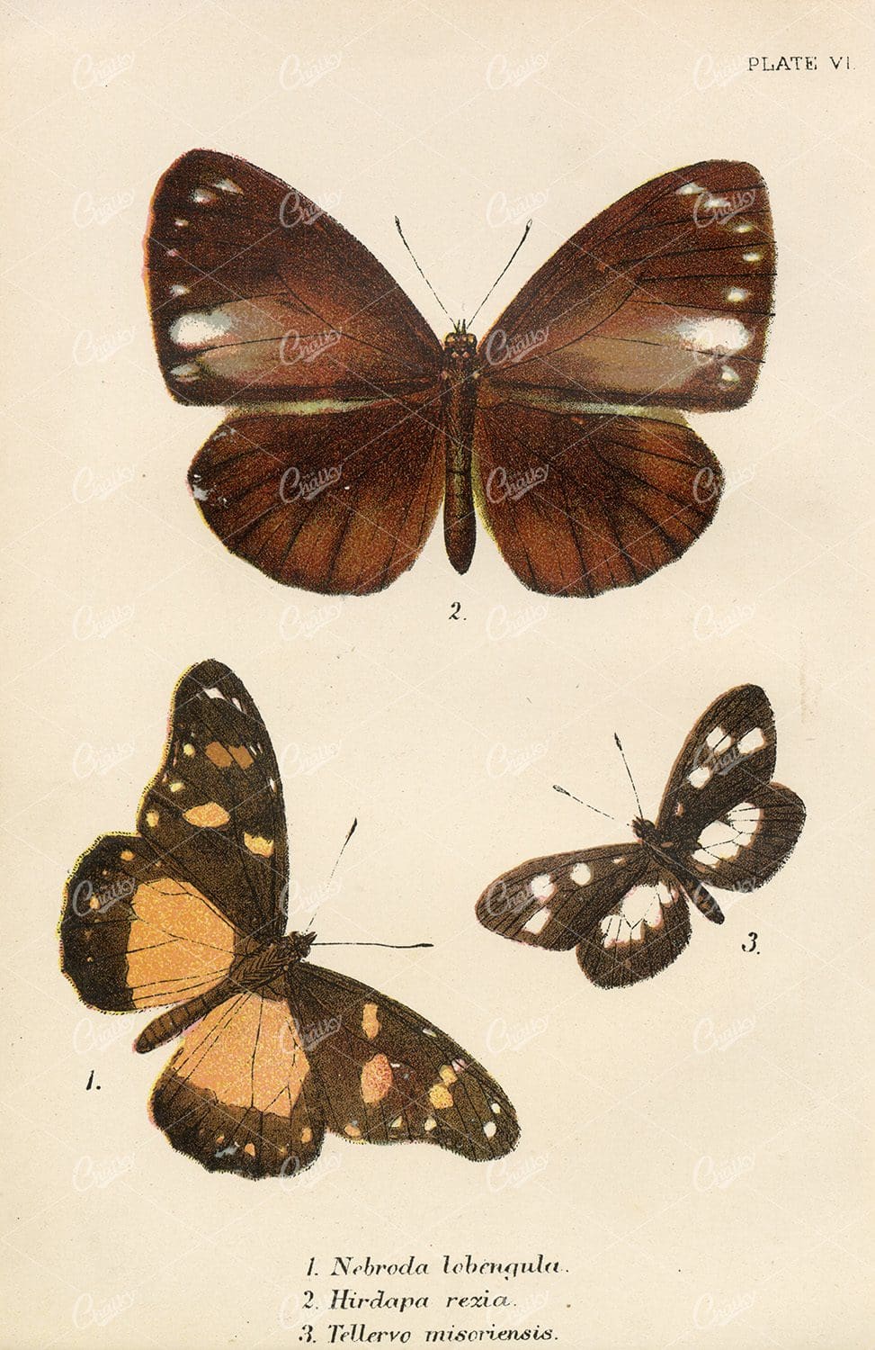 Lloyd's Natural History - Vintage Coloured Butterfly Print 1896
