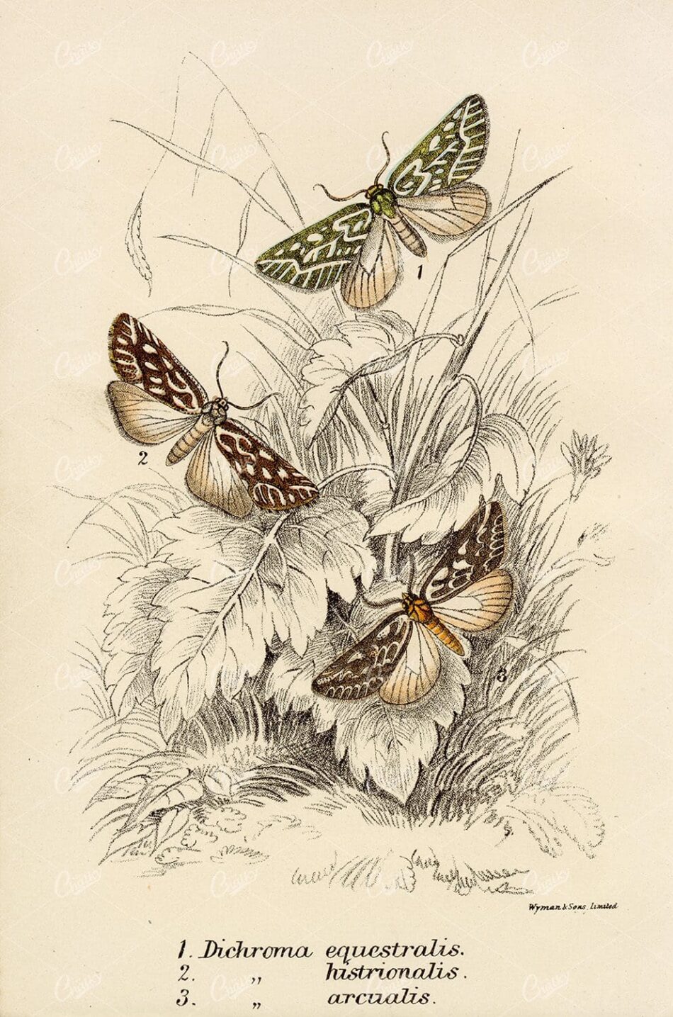 1896 Vintage Coloured Print of Various Dichroma Moths