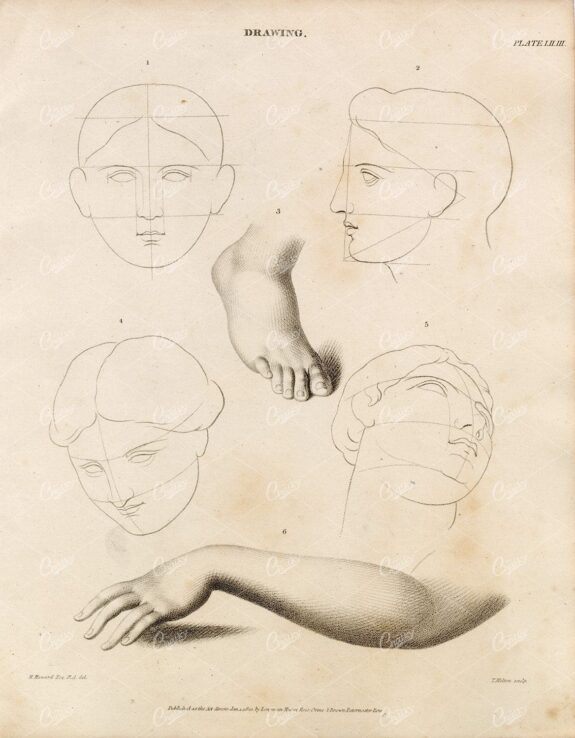 ANTIQUE Drawing Print  - Rees's Encyclopedia 1800s