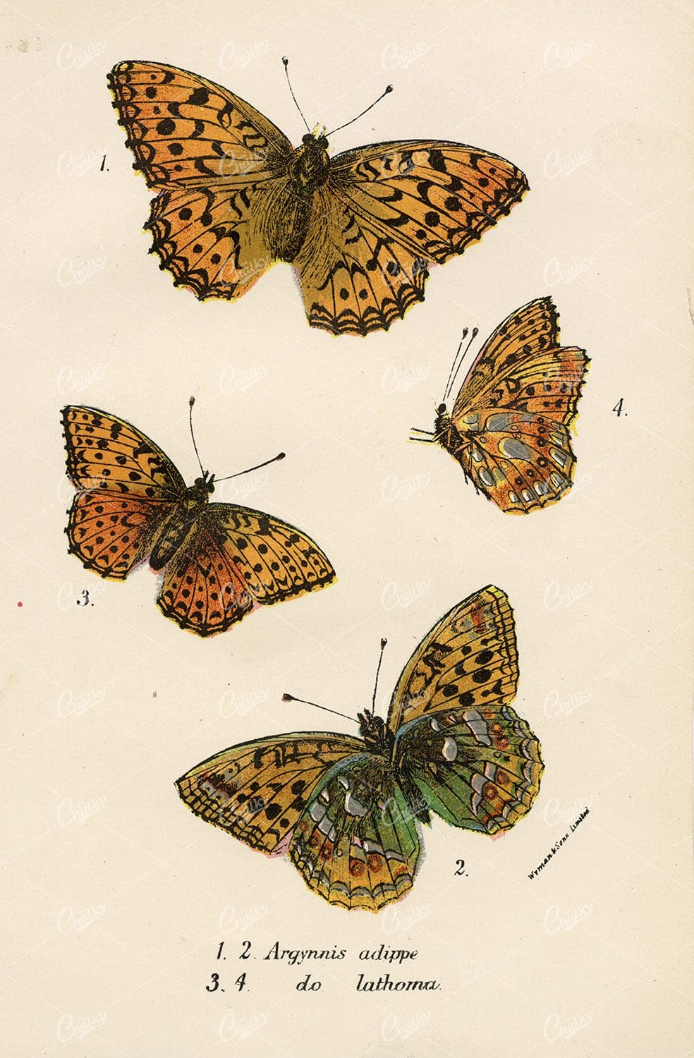 Lloyd's Natural History Vintage Coloured Butterfly Print - 1896