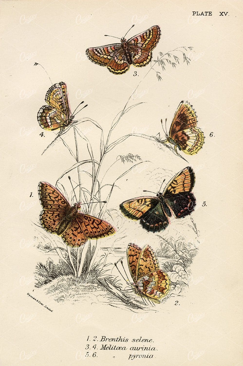 Lloyds Natural History - Coloured Vintage Butterfly Print